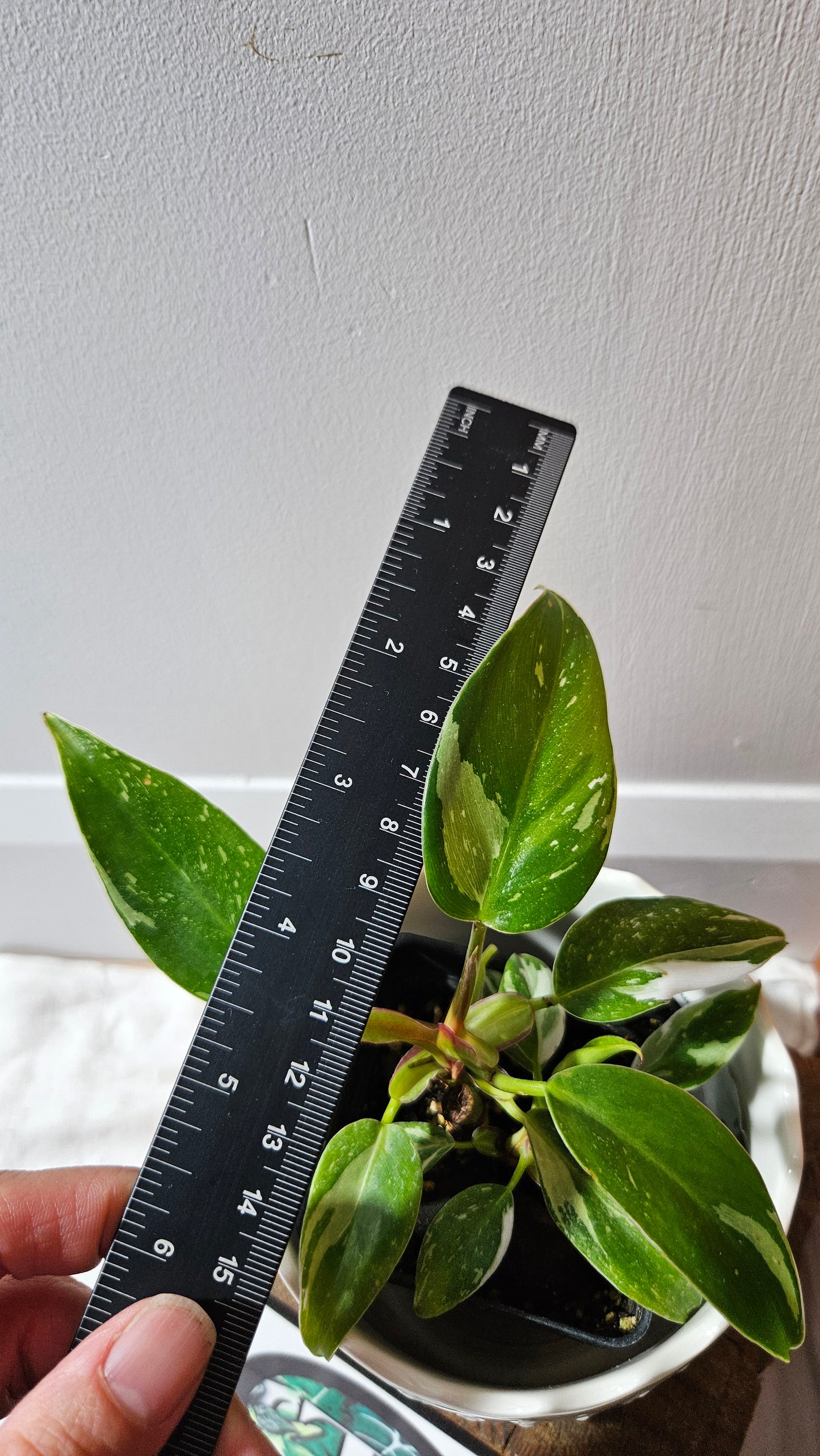Philodendron White Princess (PHI-883)