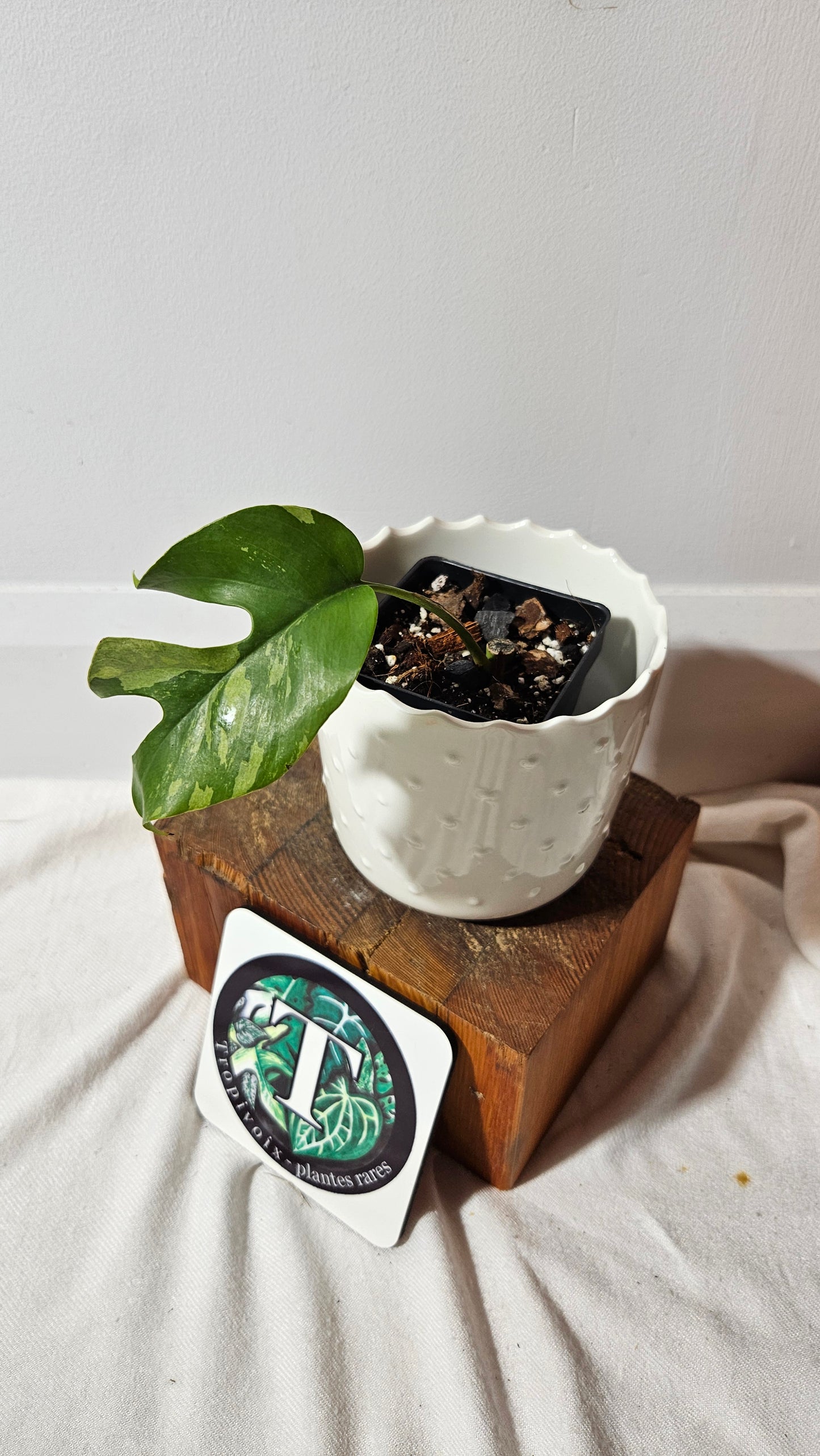 Rhaphidophora Tetrasperma Variegata (AUT-071)