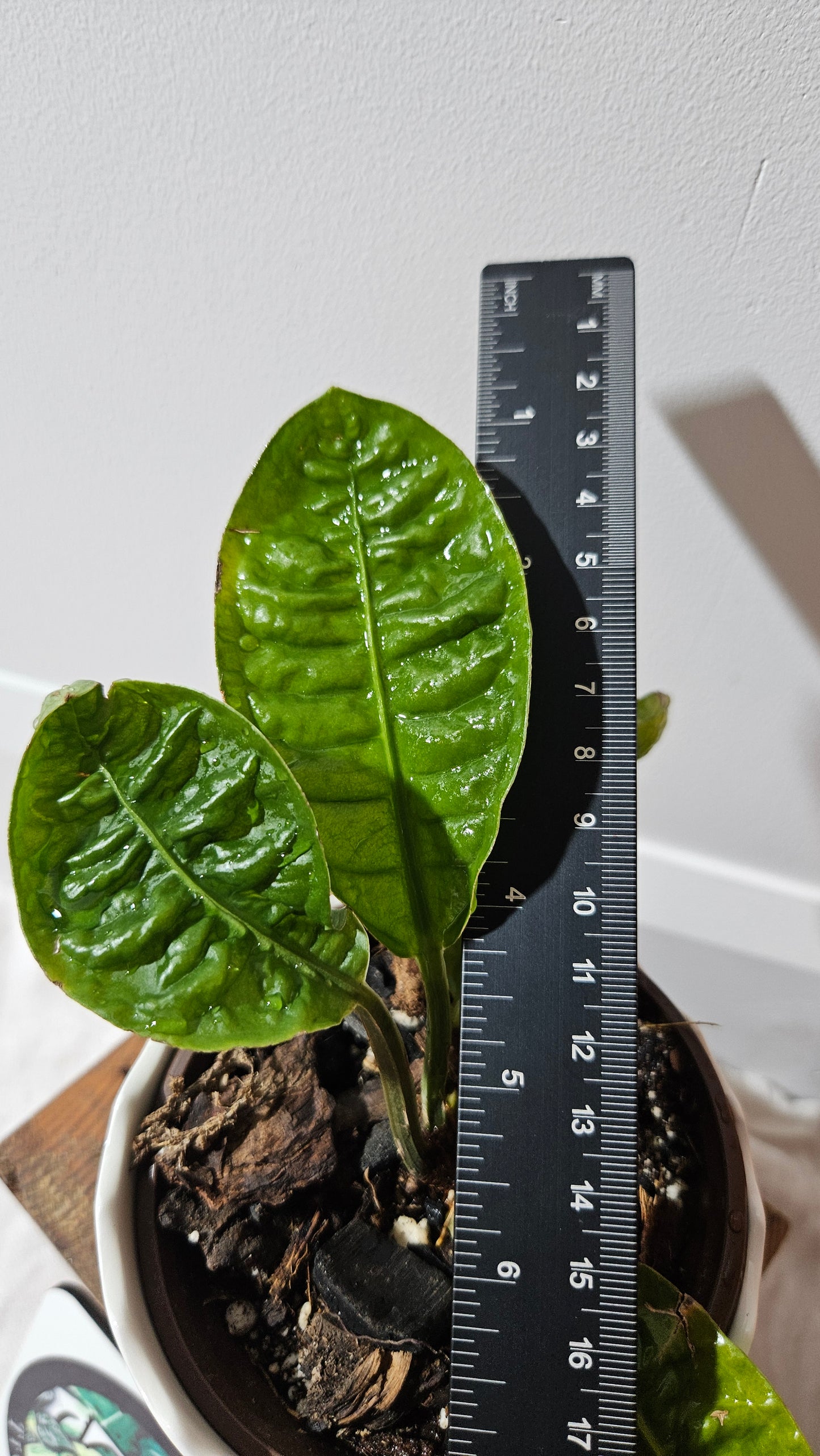 Anthurium Reflexinervium "format PETIT"(ANT-487)