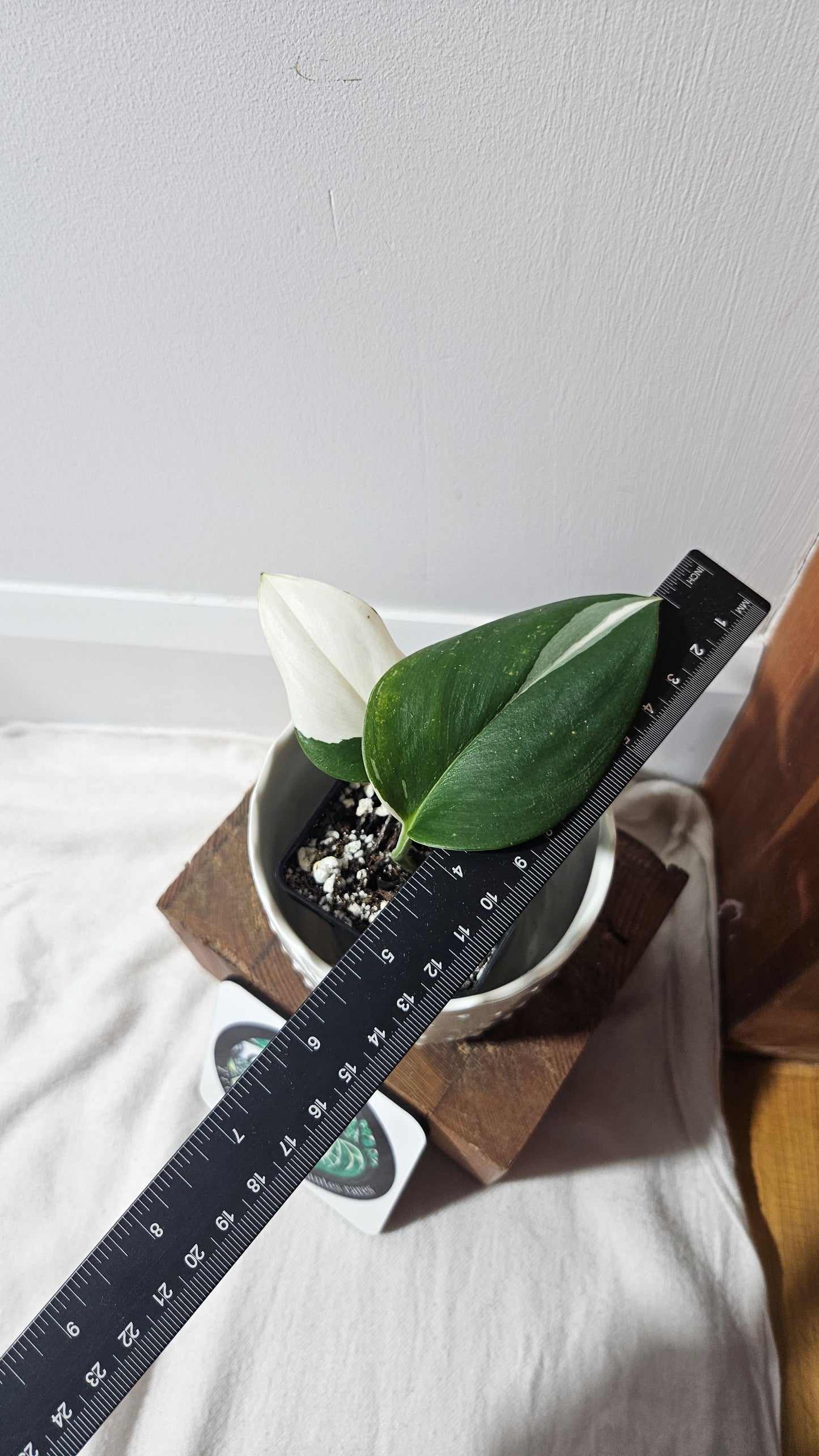 Scindapsus Treubii Moonlight Albo (SCI-798)