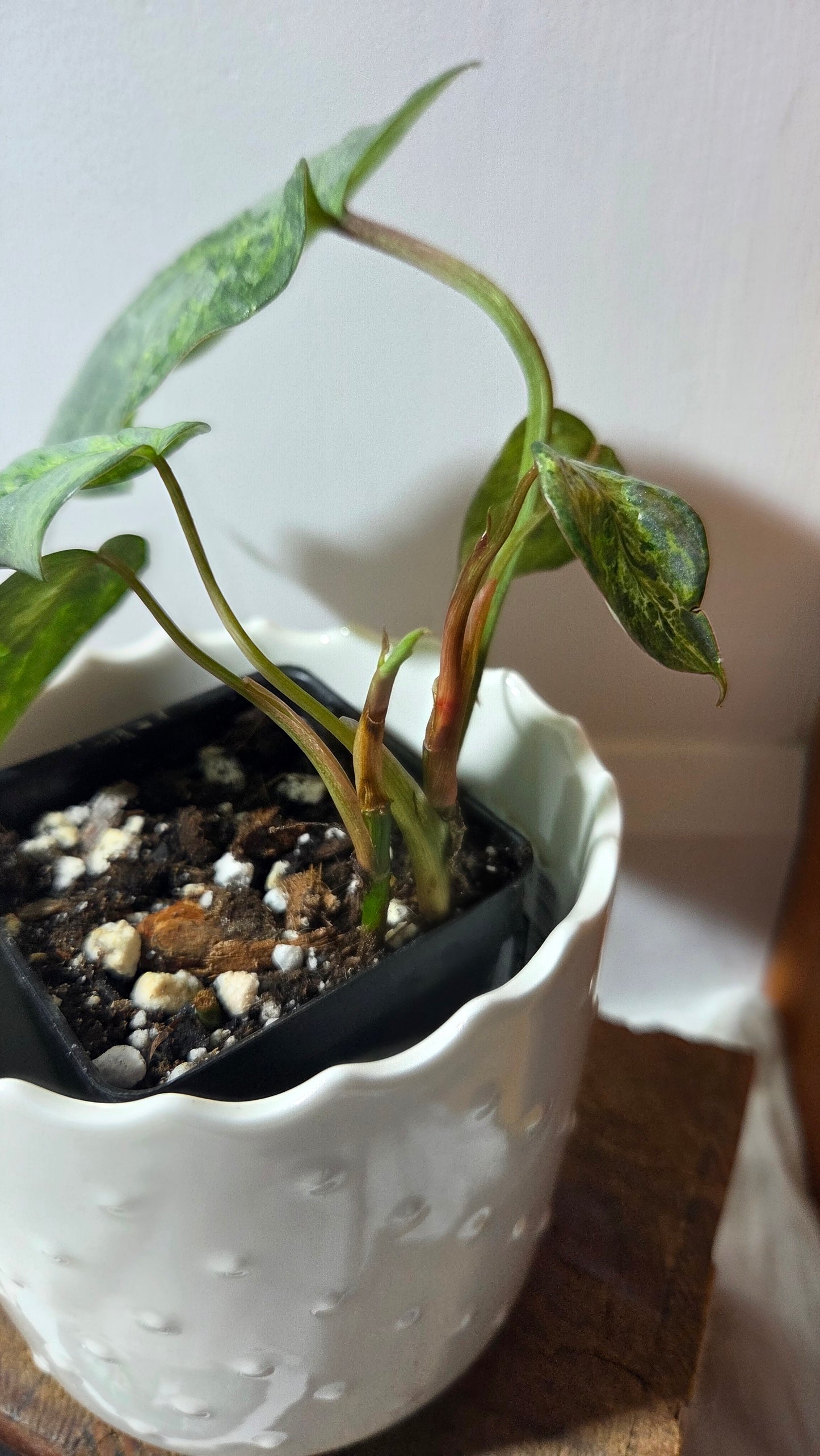 Philodendron Sodiroi Variegata (PHI-985)