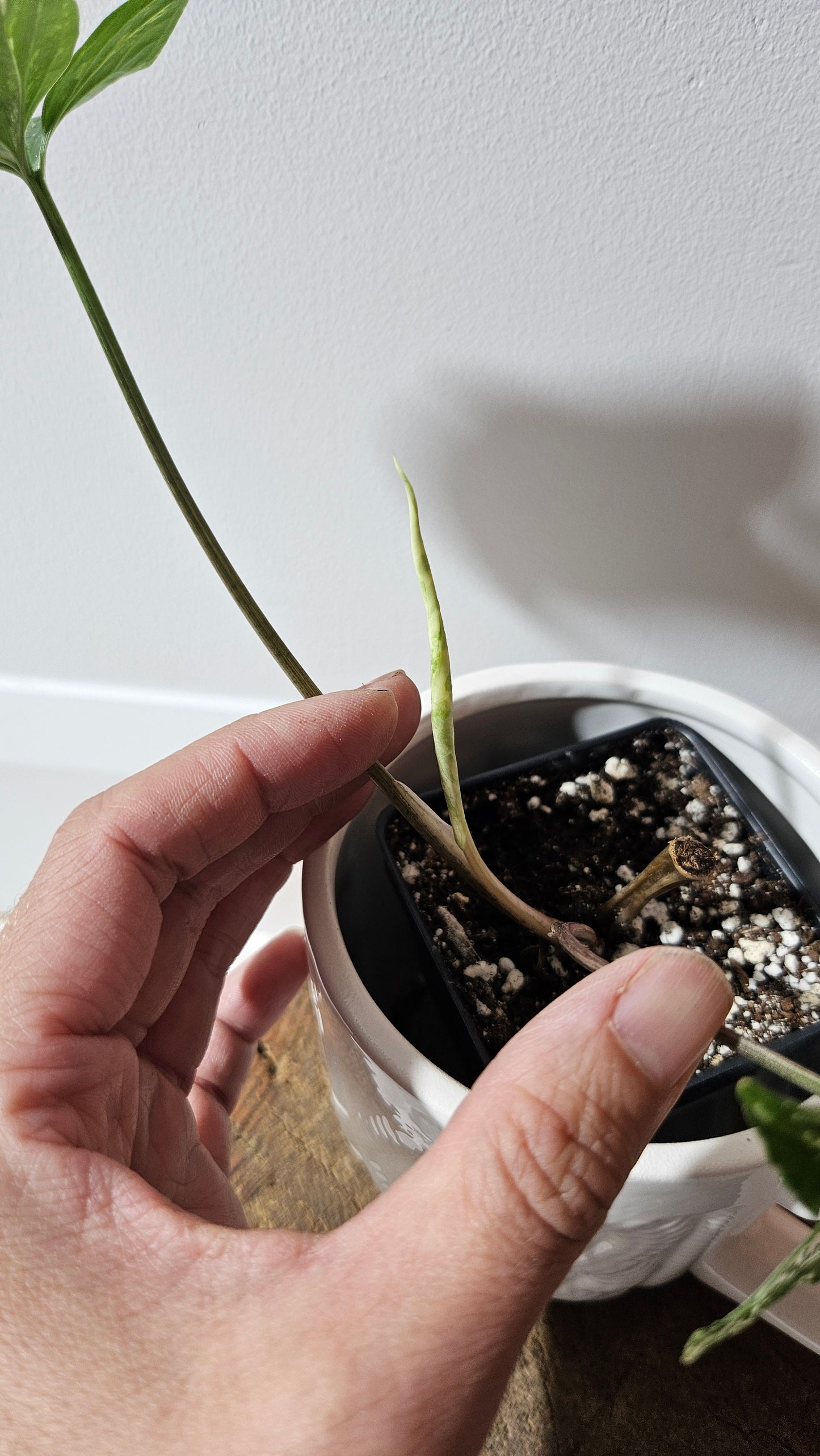 Syngonium Albo (SYN-474)