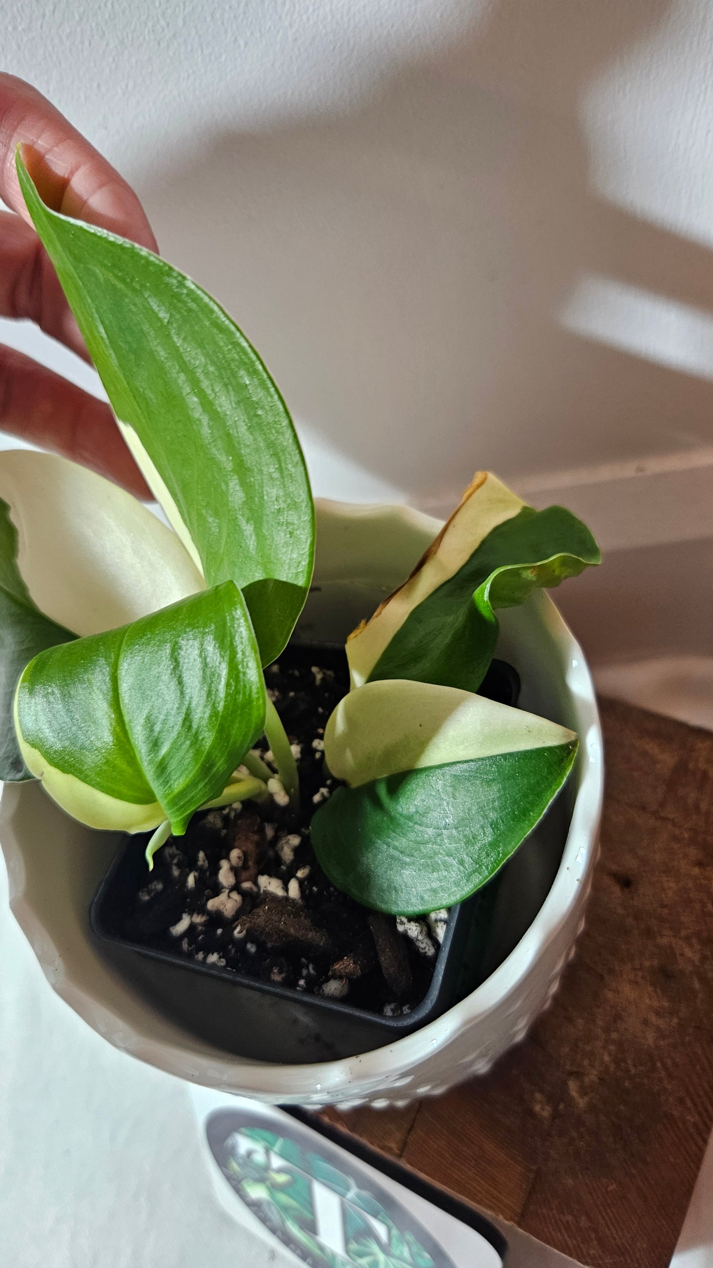 Scindapsus Moonlight Albo (SCI-975)