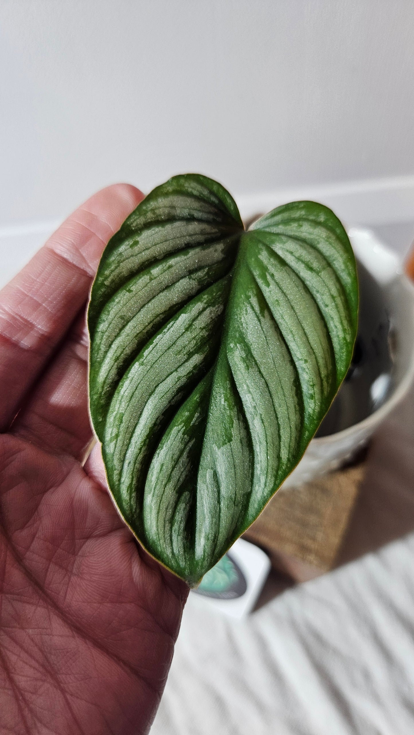 Philodendron Mamei White (PHI-770)