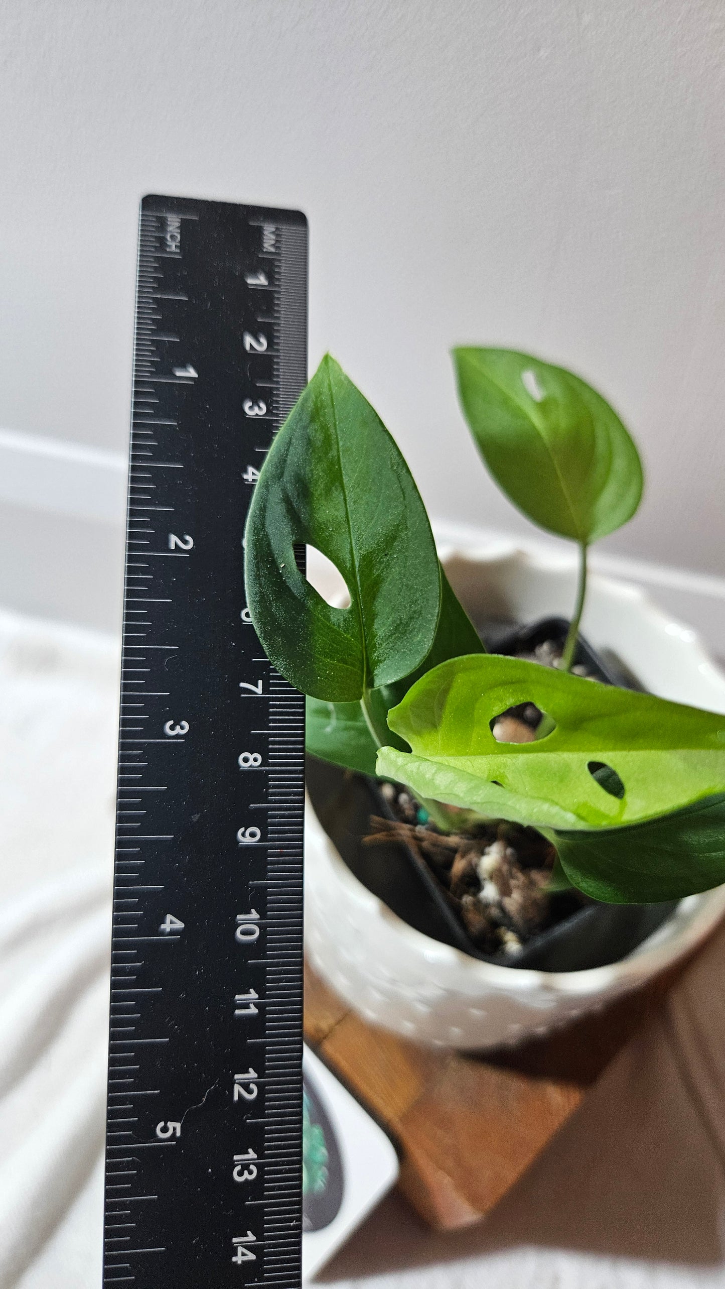 Monstera Obliqua Aff Indanza (MON-435)