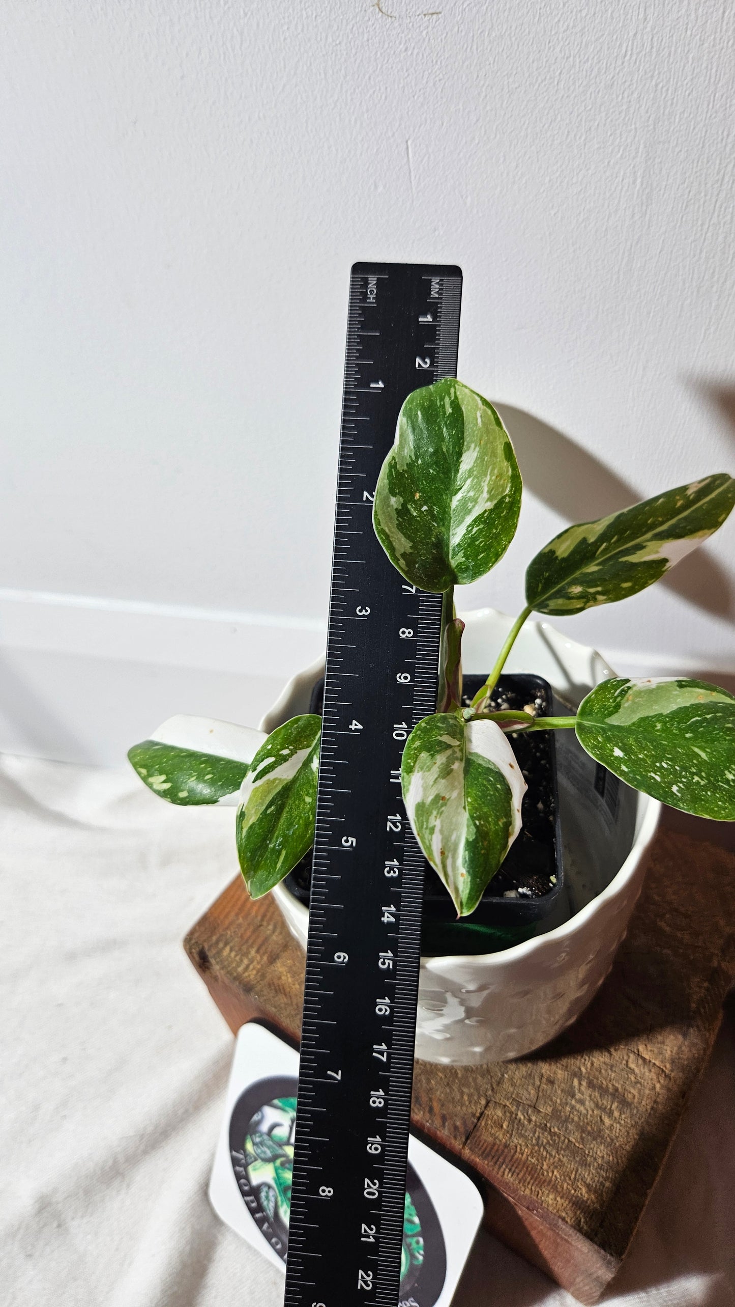 Philodendron White Princess (PHI-756)