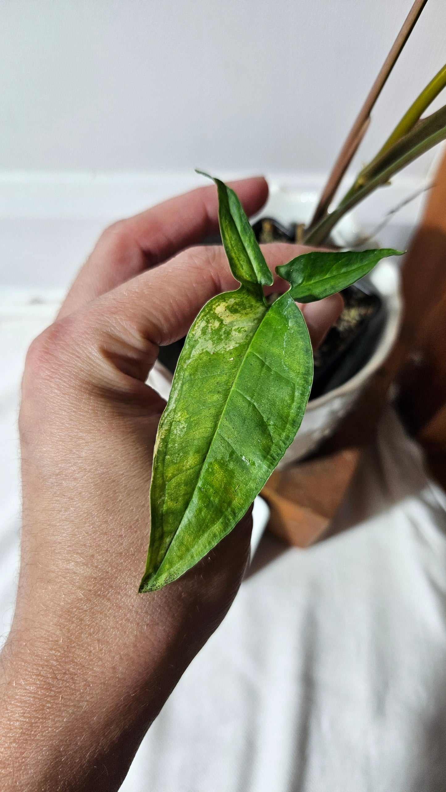 Syngonium Angustatum Albo (SYN-136)
