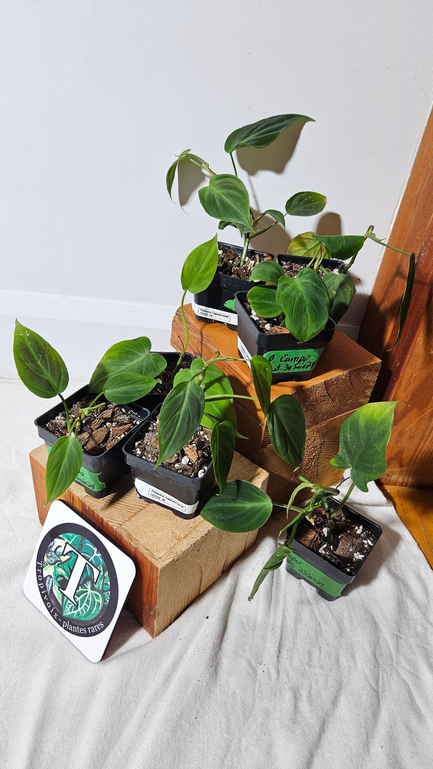 "FREEBIE" (avec achat de 40$ avant taxes) Philodendron Camposportoanum 1 FREEBIE/PERSONNE