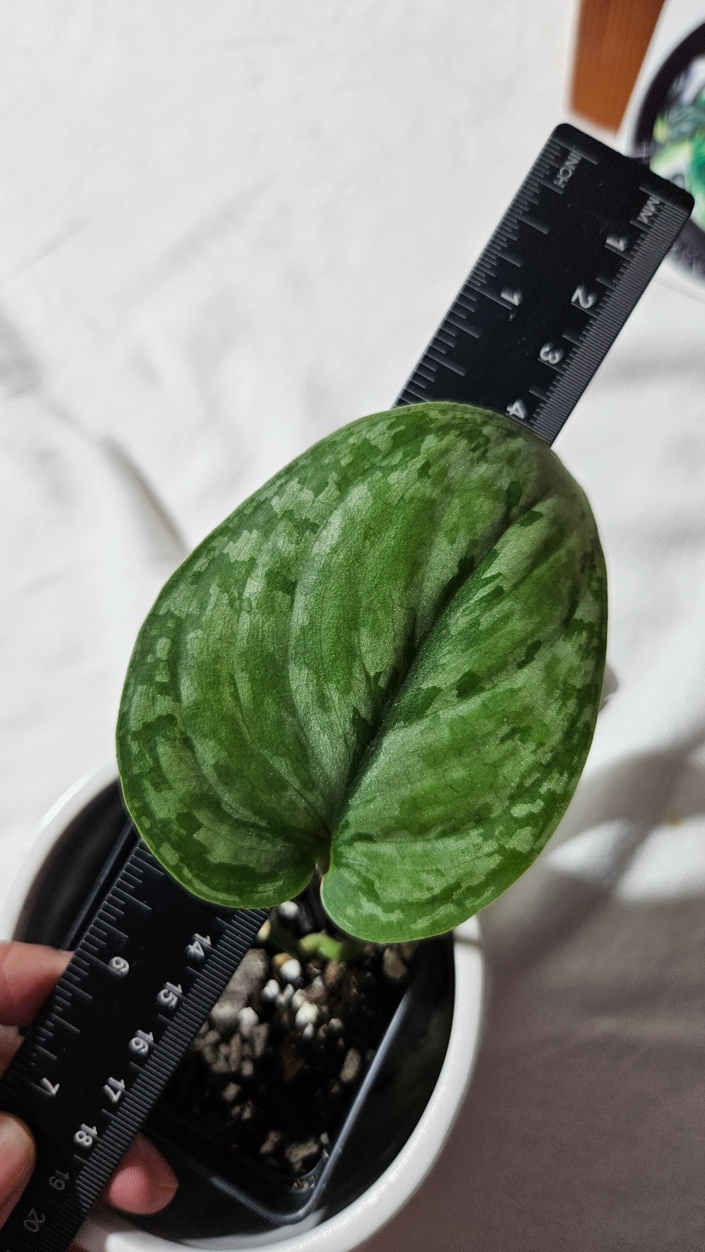 Scindapsus Dark Princess Tricolore (SCI-1109)