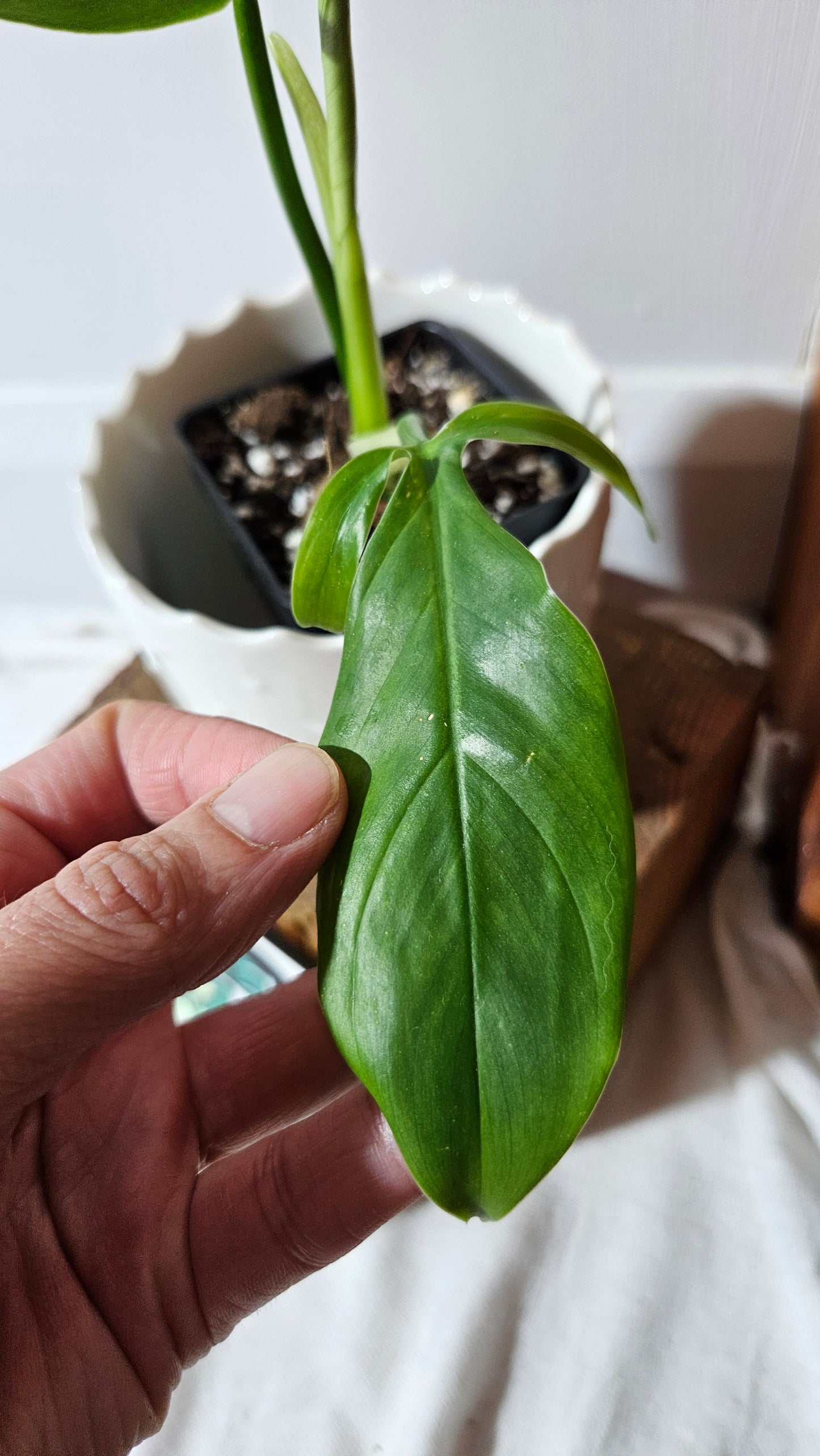 Philodendron Tripartitum (PHI-853)
