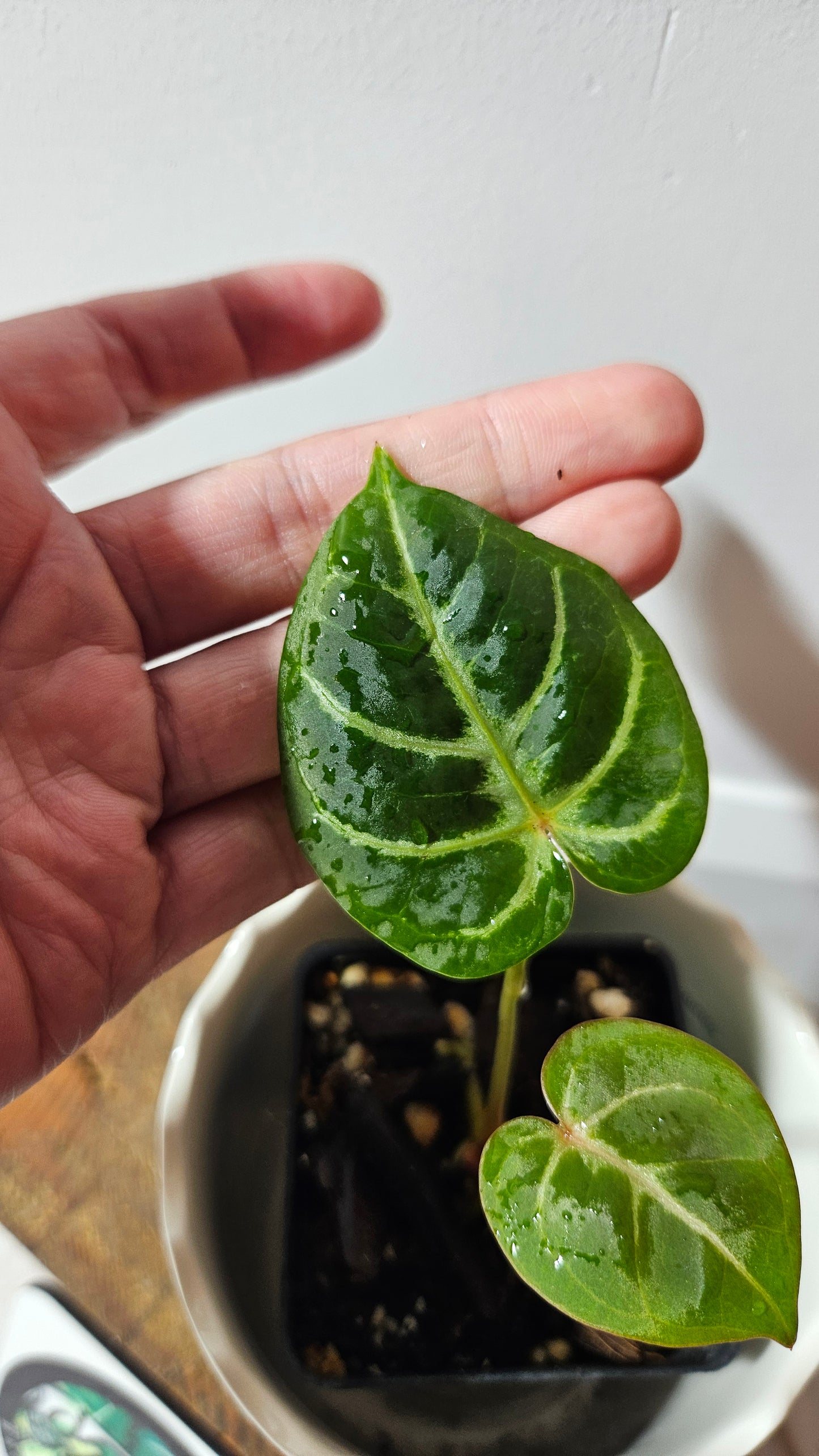 Anthurium Hoffmanii Red Sinus X Silver Hope (ANT-274)