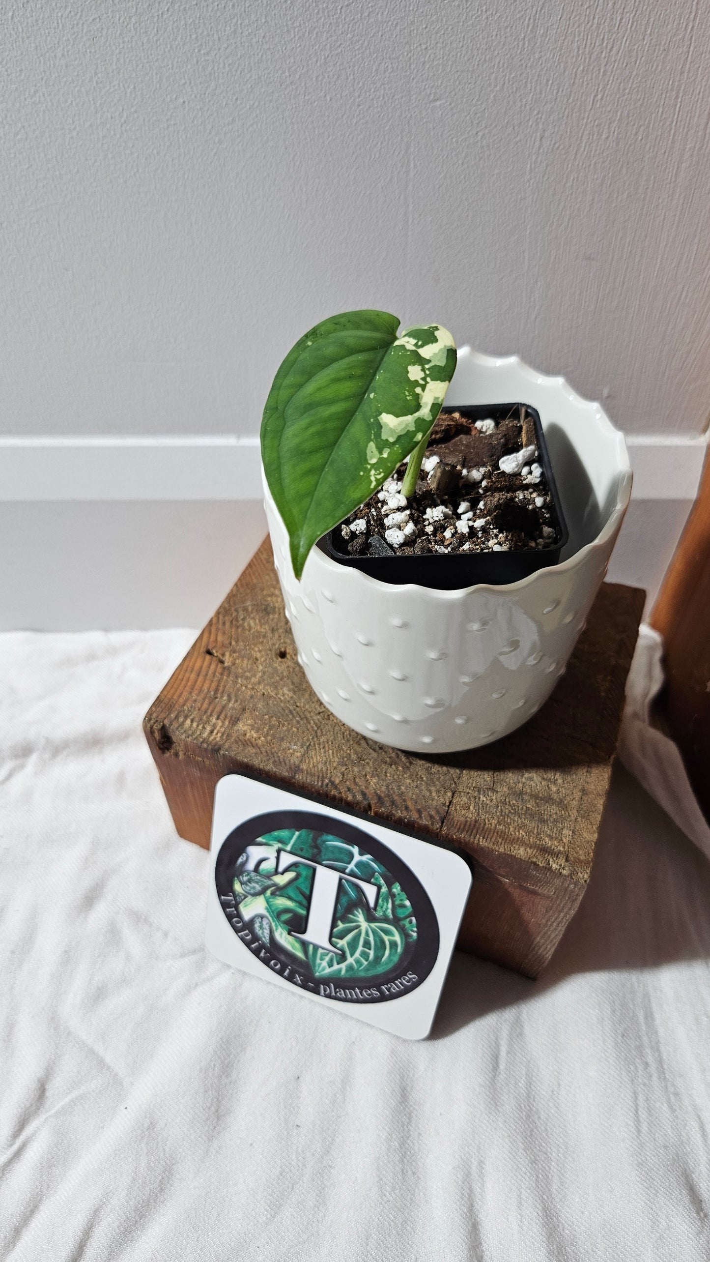 Syngonium Chiapense Albo (SYN-459)
