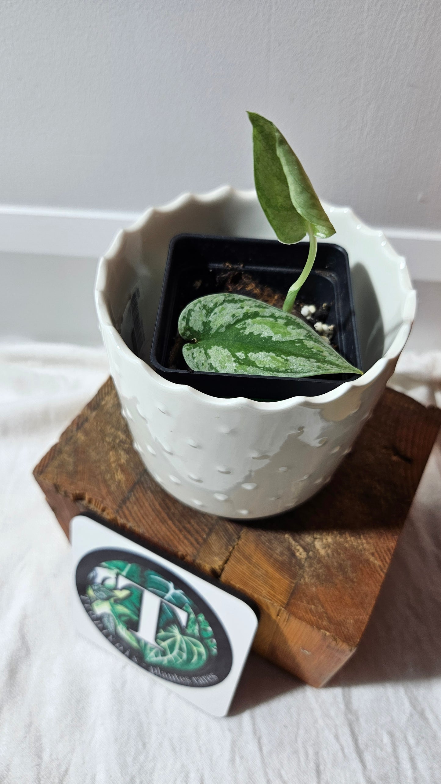 Scindapsus Tricolore silver Platinum (SCI-1320)