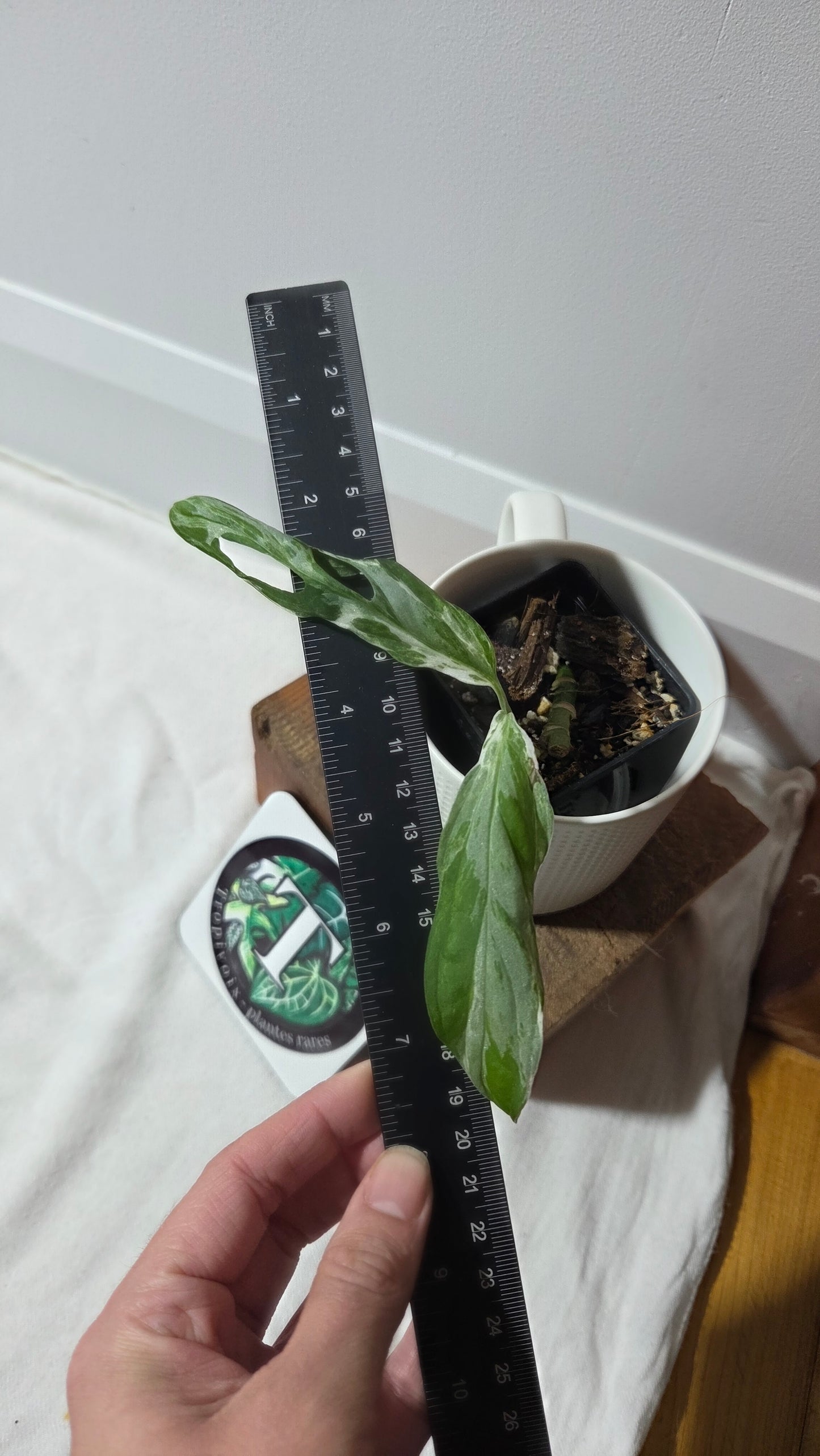 Monstera Andasonii Mint/Indo (MON-498)
