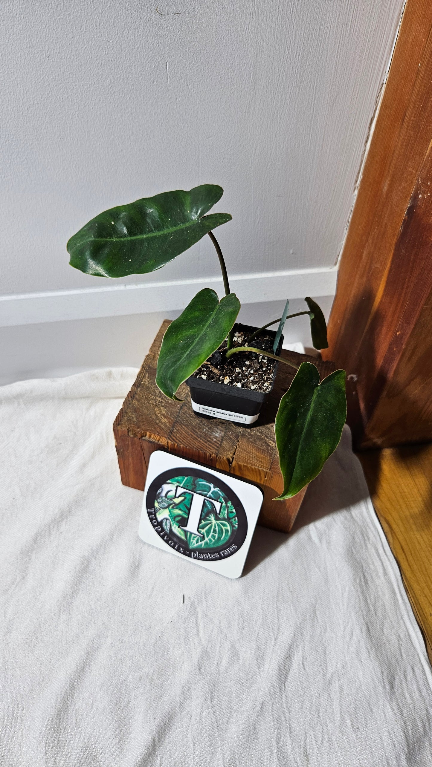 "FREEBIE " Philodendron Burlemarx Mint REVERT 1 FREEBIE/PERSONNE (avec achat minimal de 100$ avant taxes)