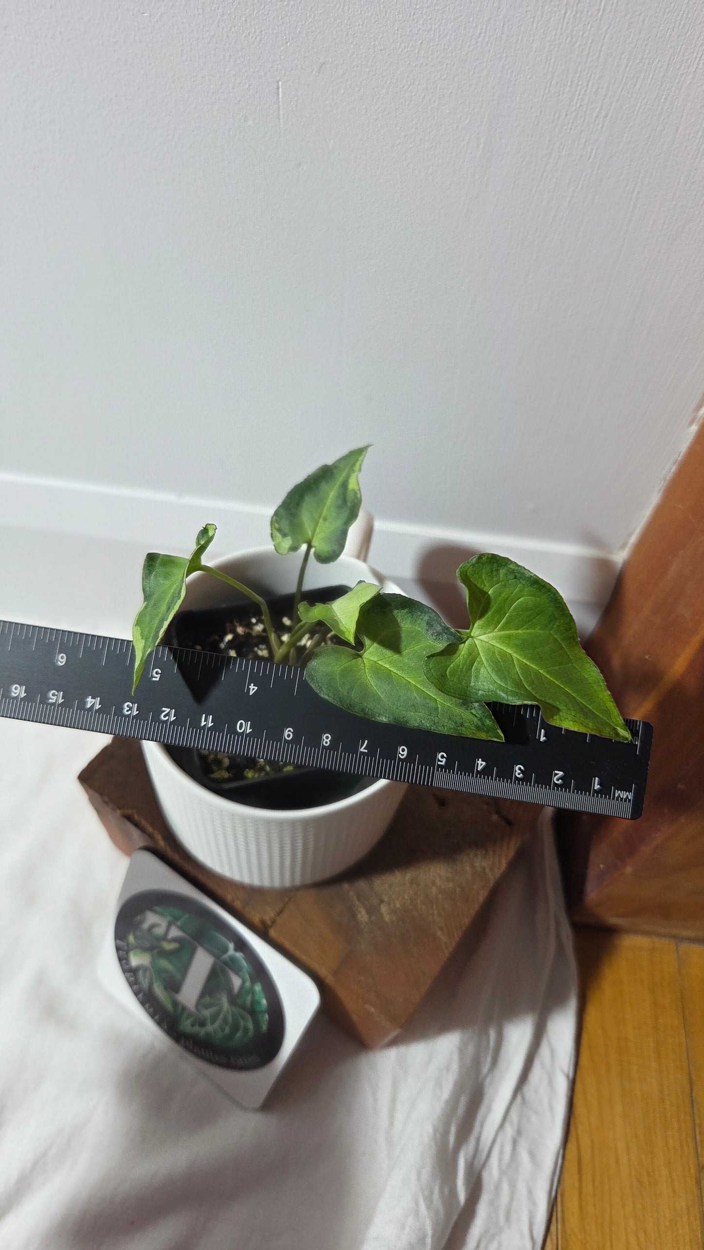 Syngonium Three kings (SYN-491)