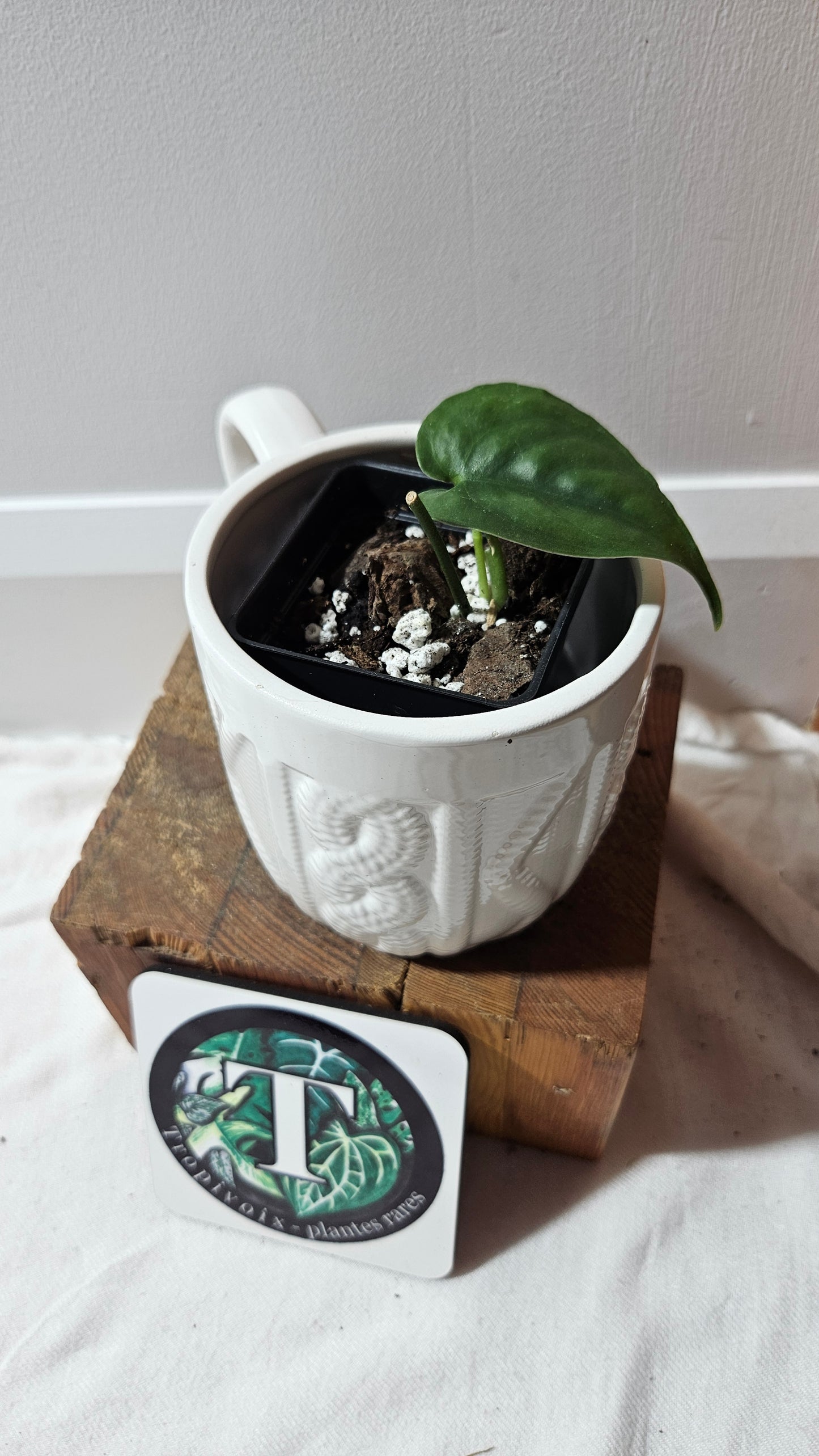 Scindapsus Lucens (SCI-1260)