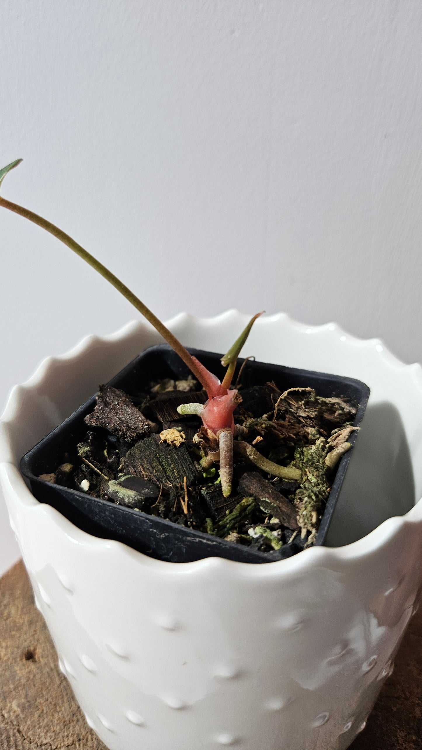 Anthurium Hoffmanii Red Dot (ANT-470)