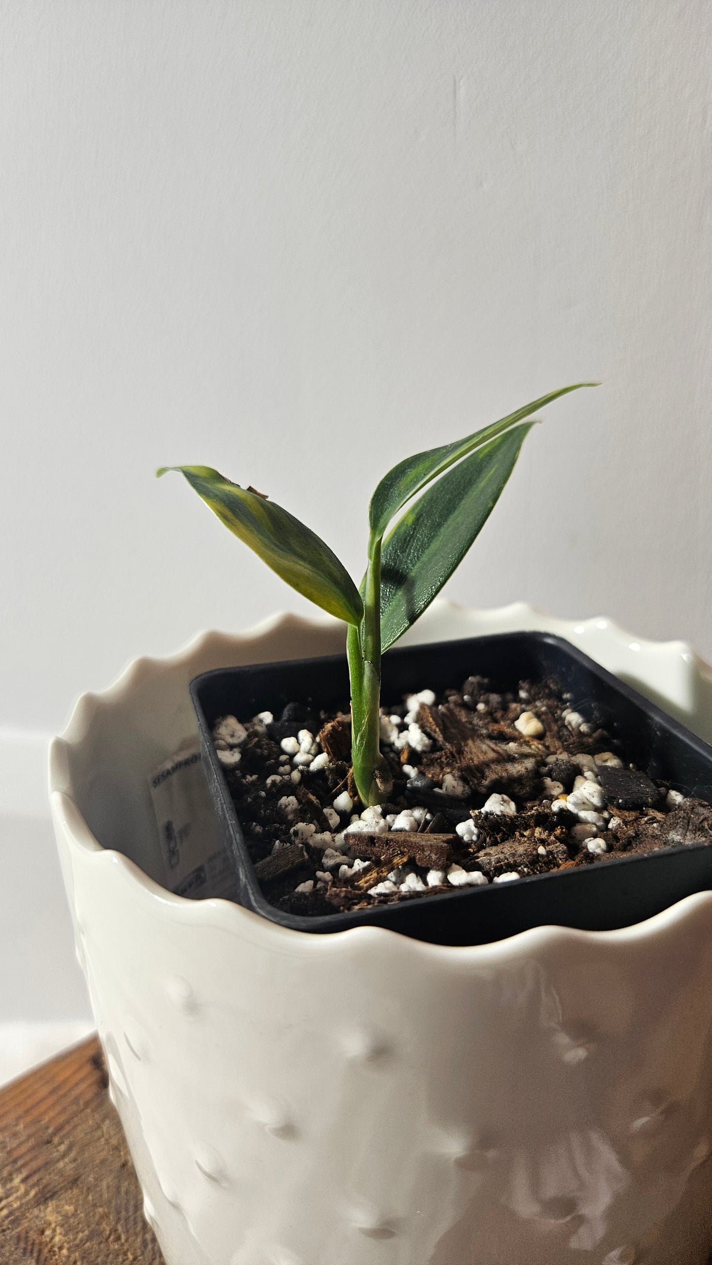 Scindapsus Coriaceus Aurea (SCI-939)