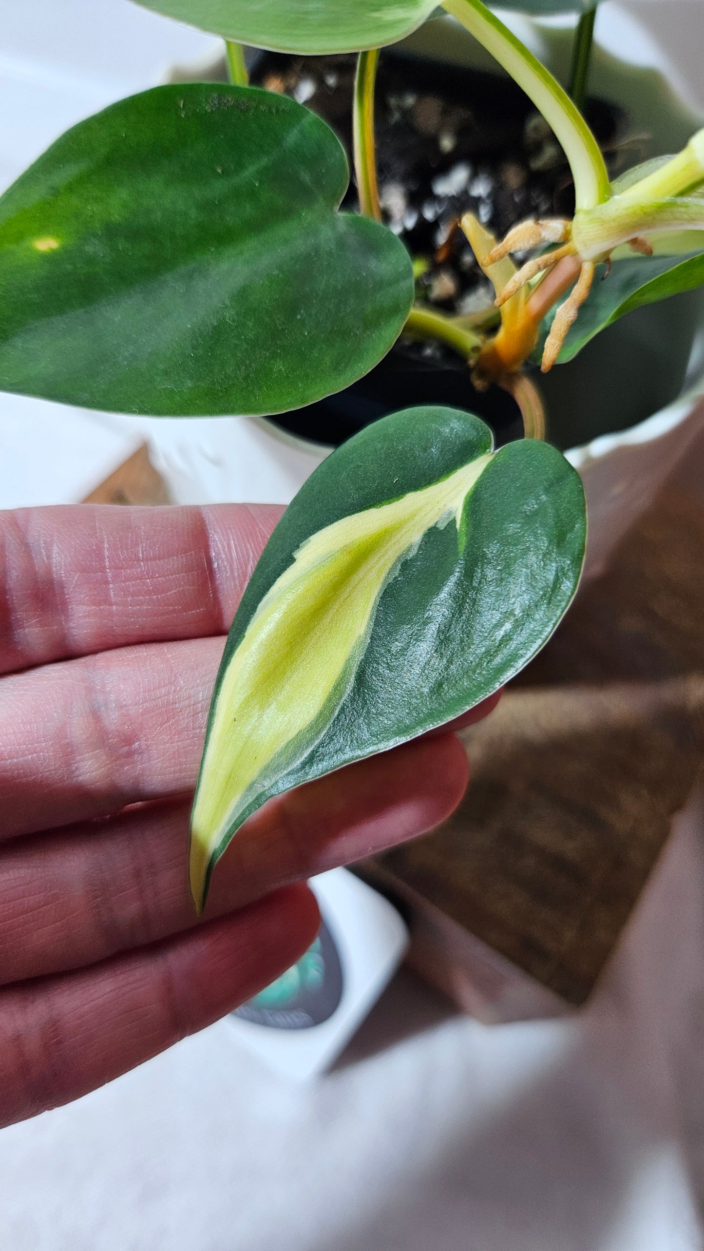 Philodendron Hederaceum Silver Stripe (PHI-734)
