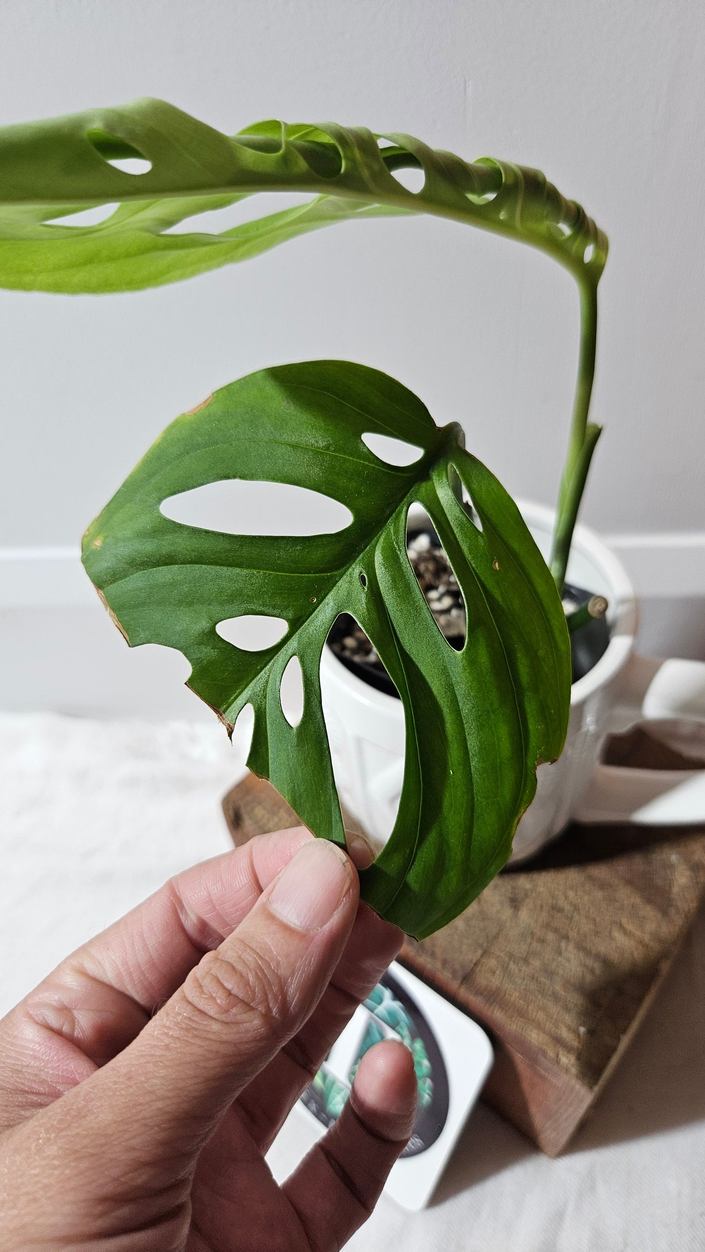 Monstera Esqueletto (MON-479)