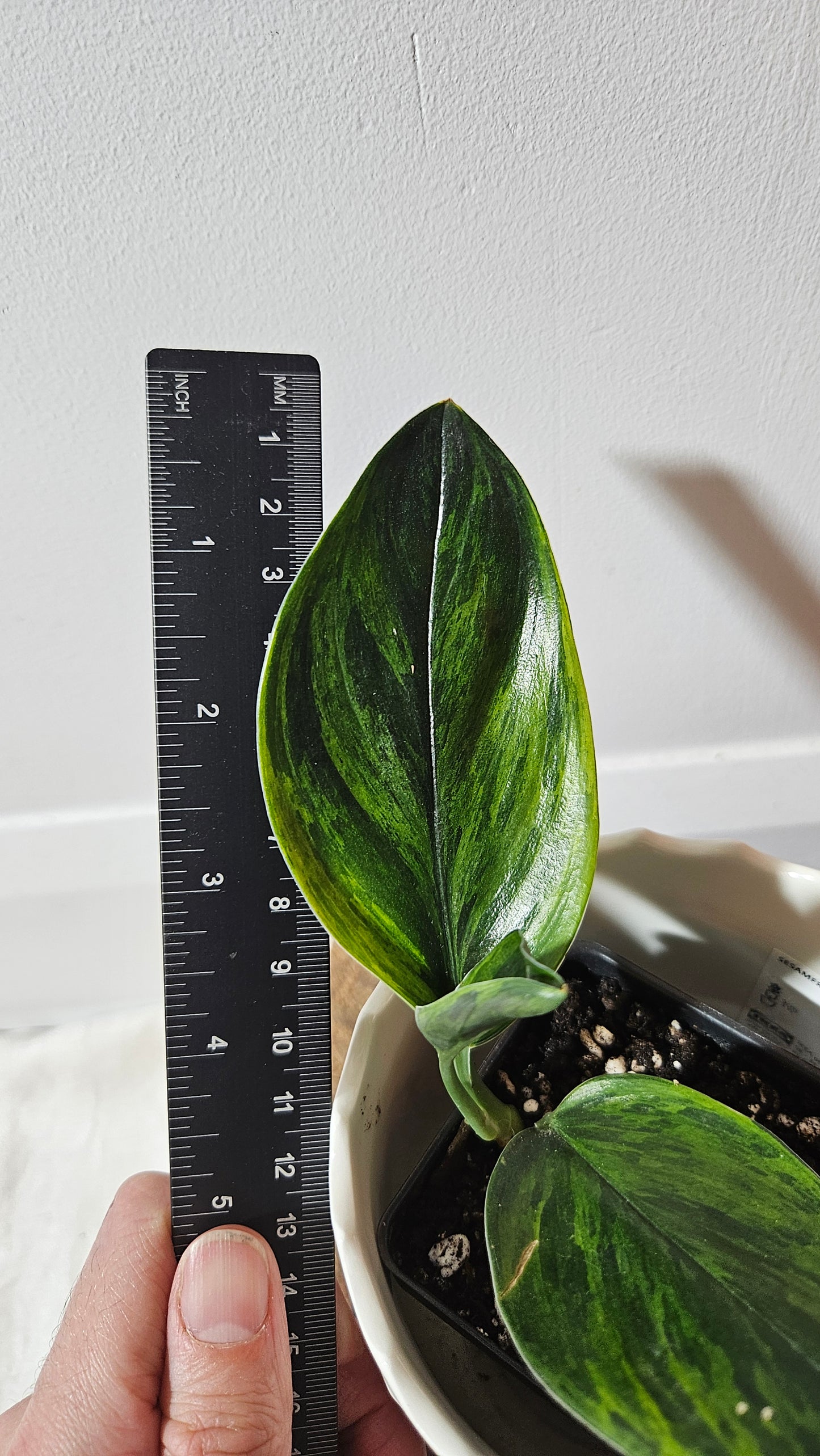 Scindapsus Treubii Dark Form Néon/Mutation (SCI-1009)