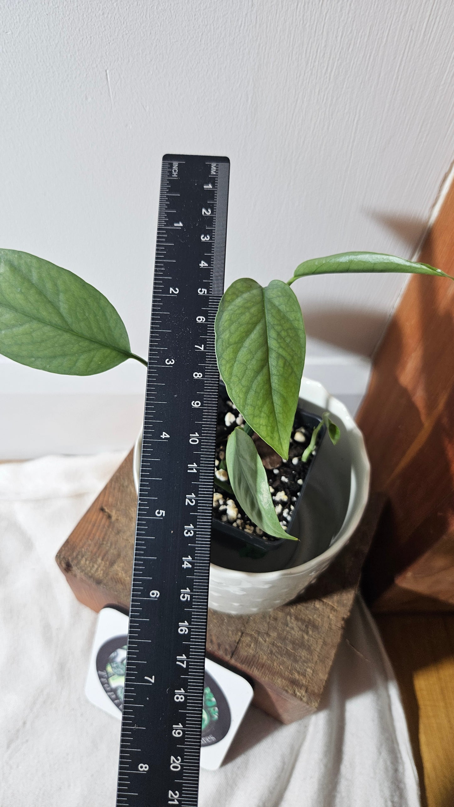 Epipremnum Cebu blue (EPI-206)