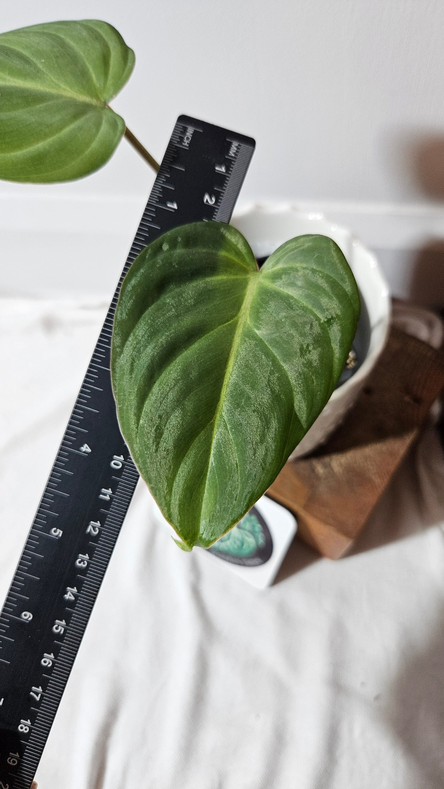 Philodendron Gloriosum (PHI-830)