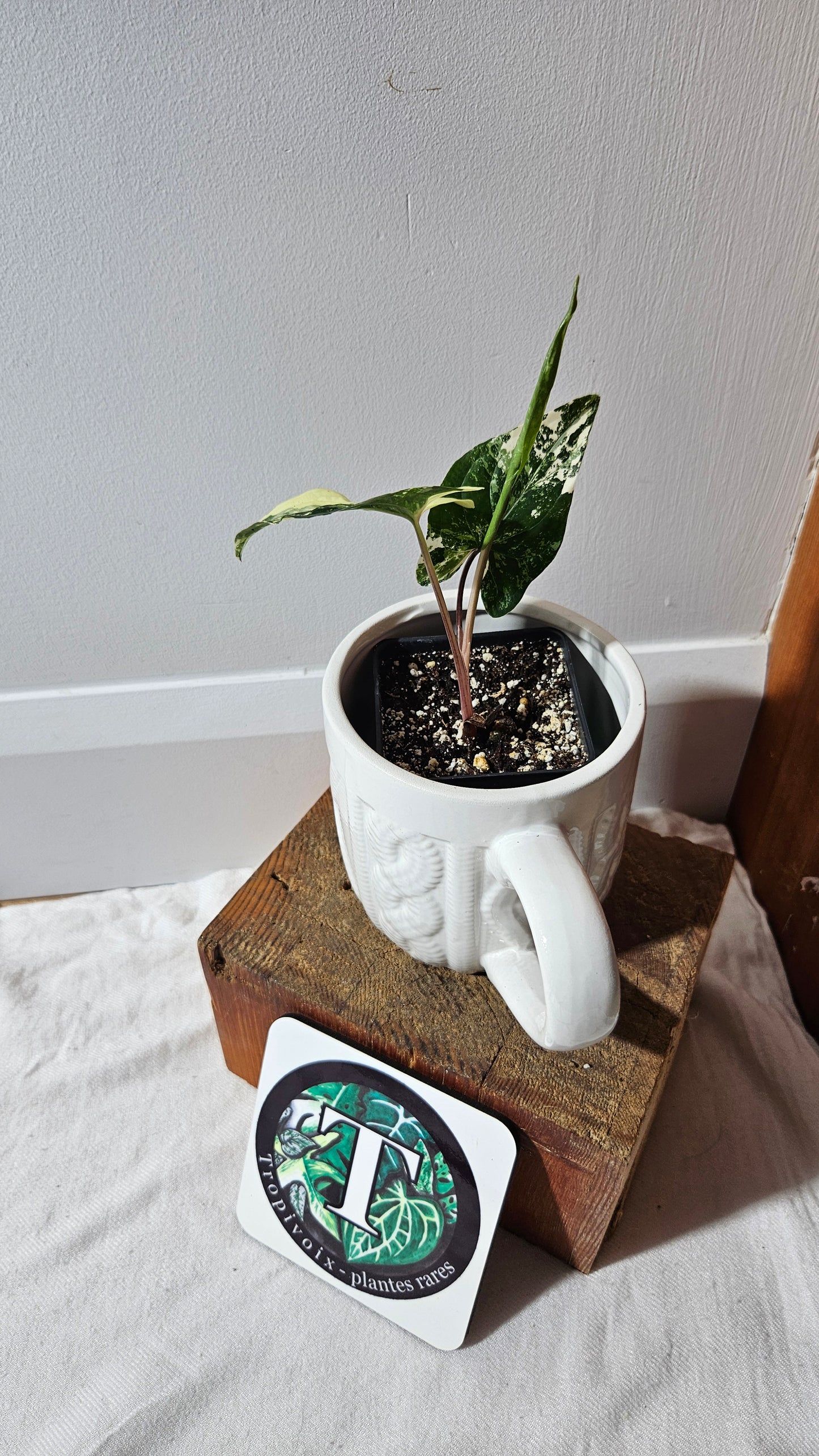 Syngonium Albo (SYN-473)