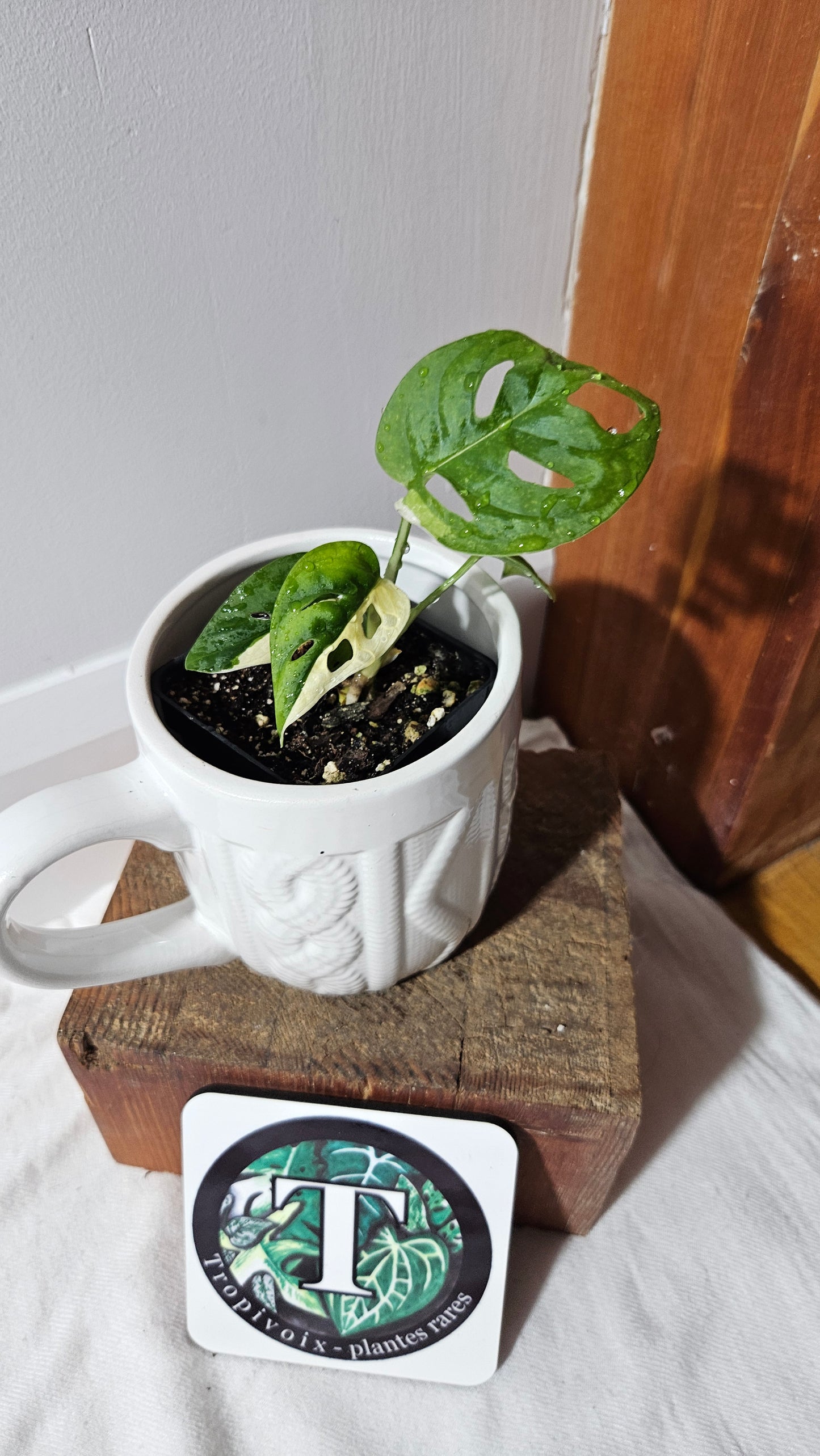 Monstera Andasonii Albo (MON-472)