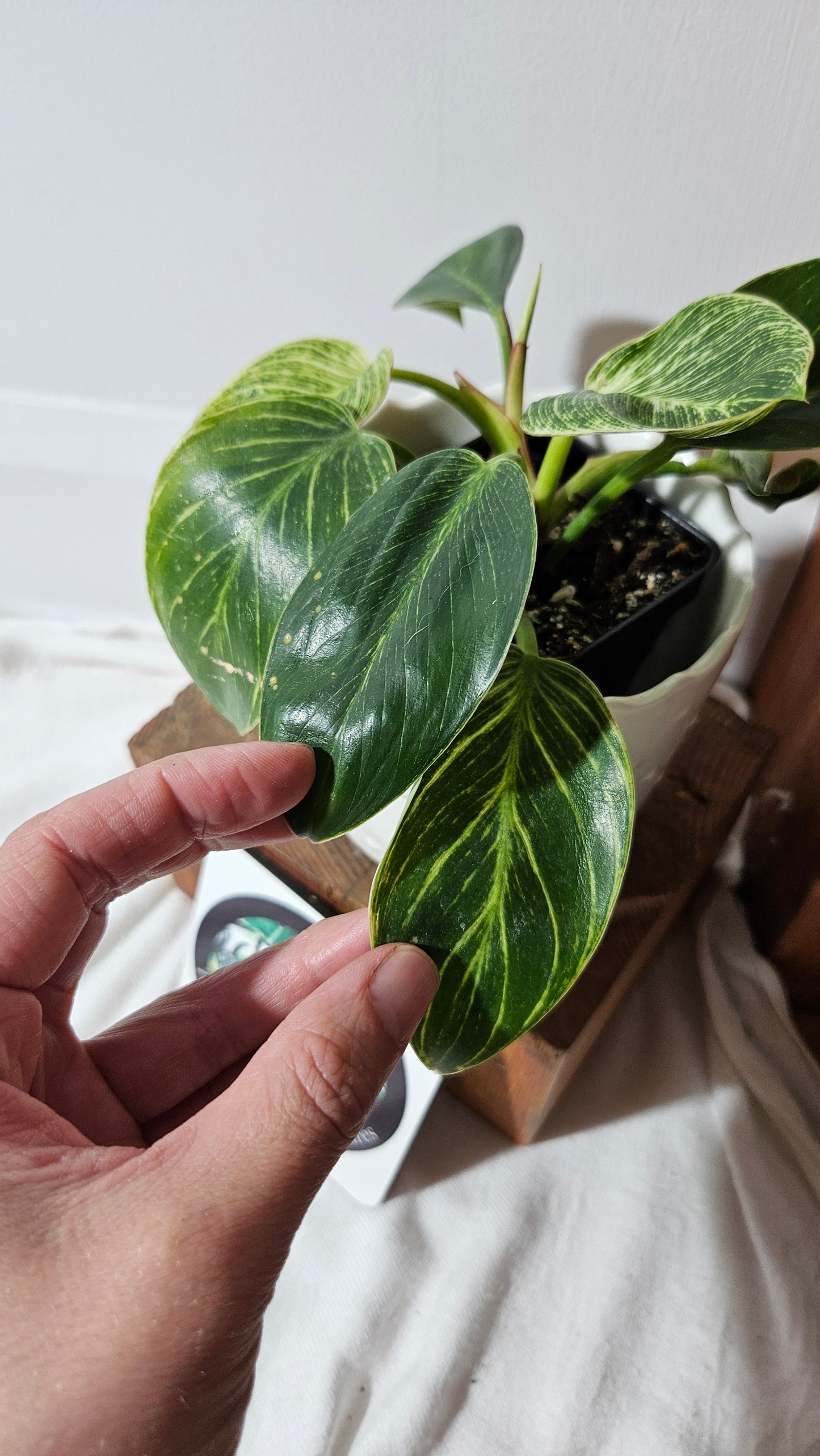 Philodendron Birkin (PHI-851)