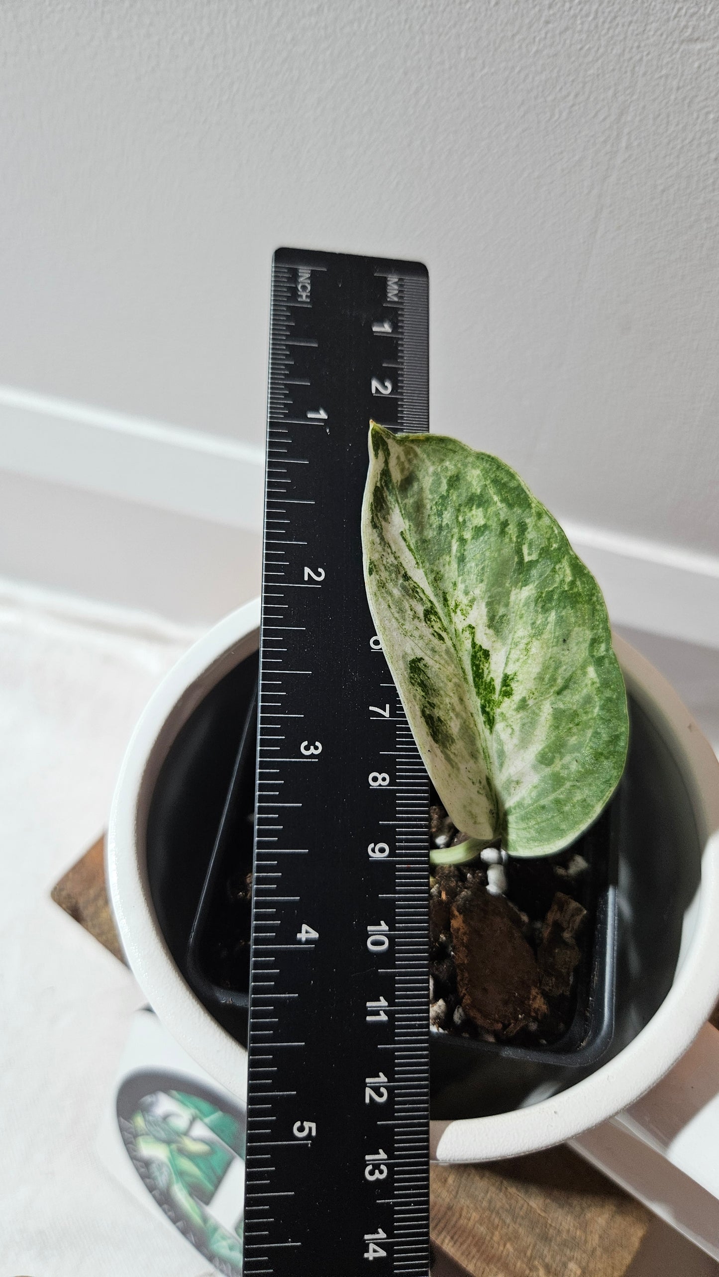 Scindapsus Perlas (SCI-1097)