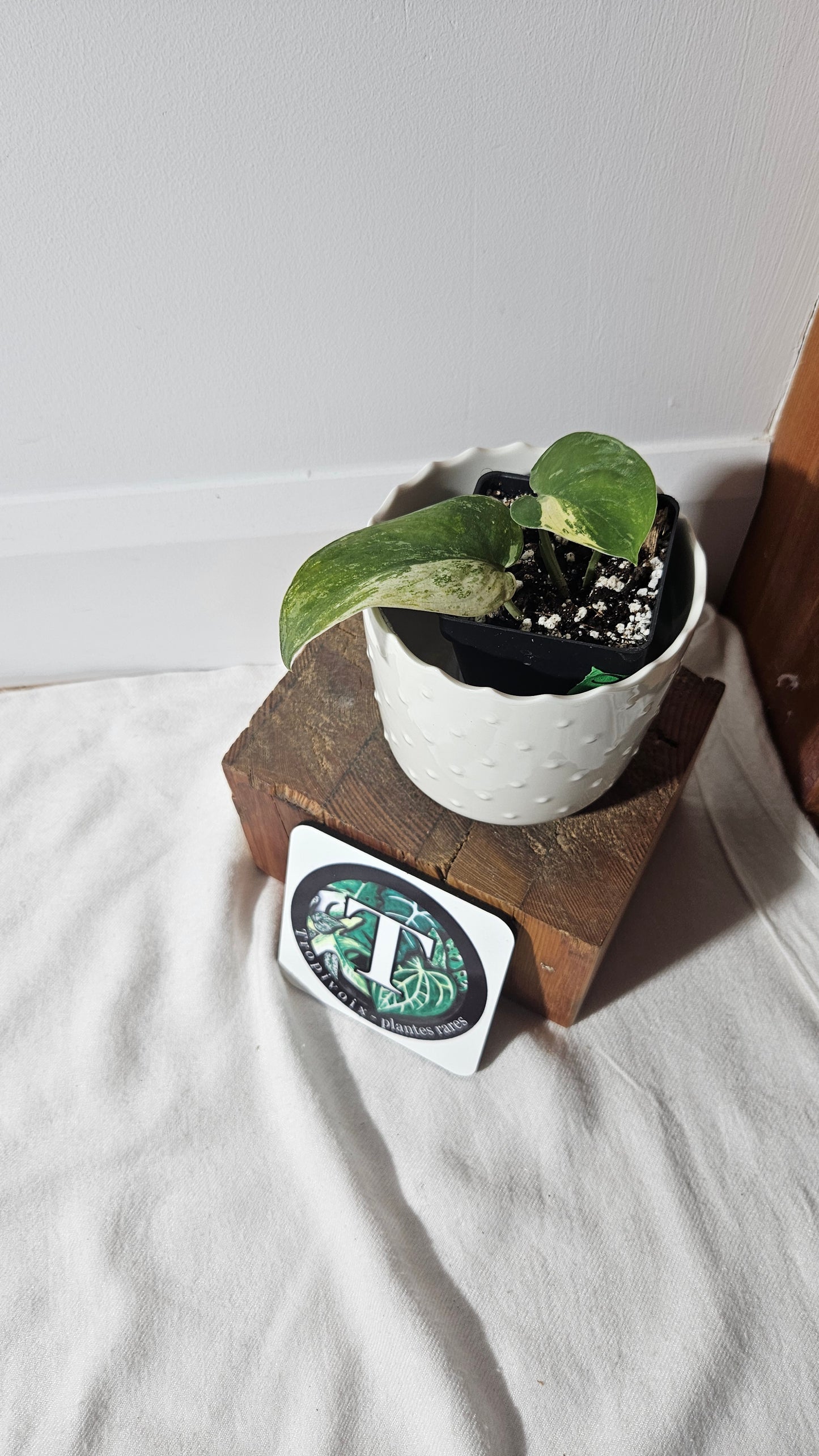 Scindapsus Black Satin Albo (SCI-877)