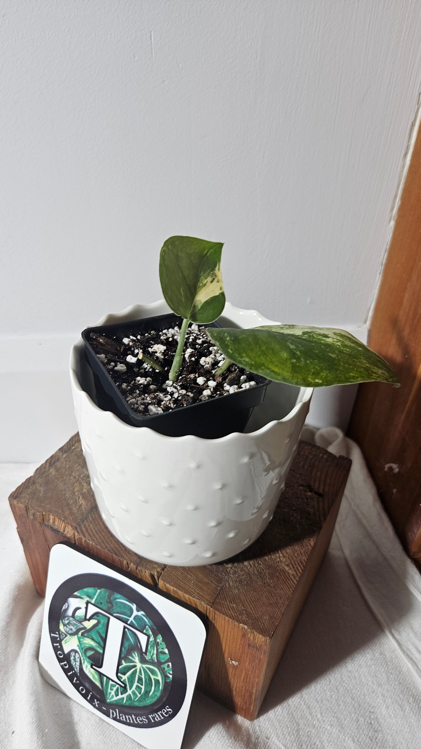 Scindapsus Black Satin Albo (SCI-877)