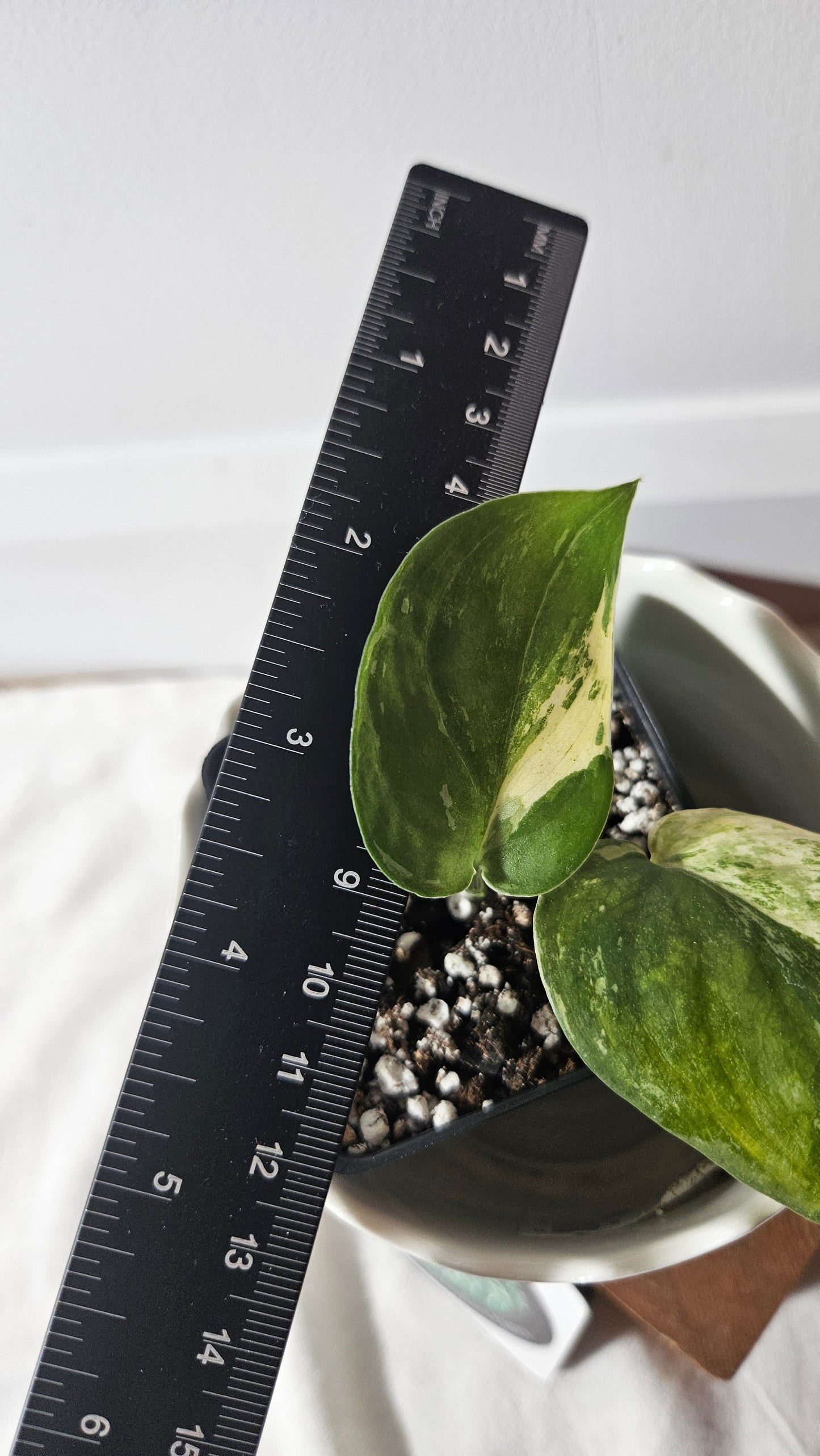 Scindapsus Black Satin Albo (SCI-877)