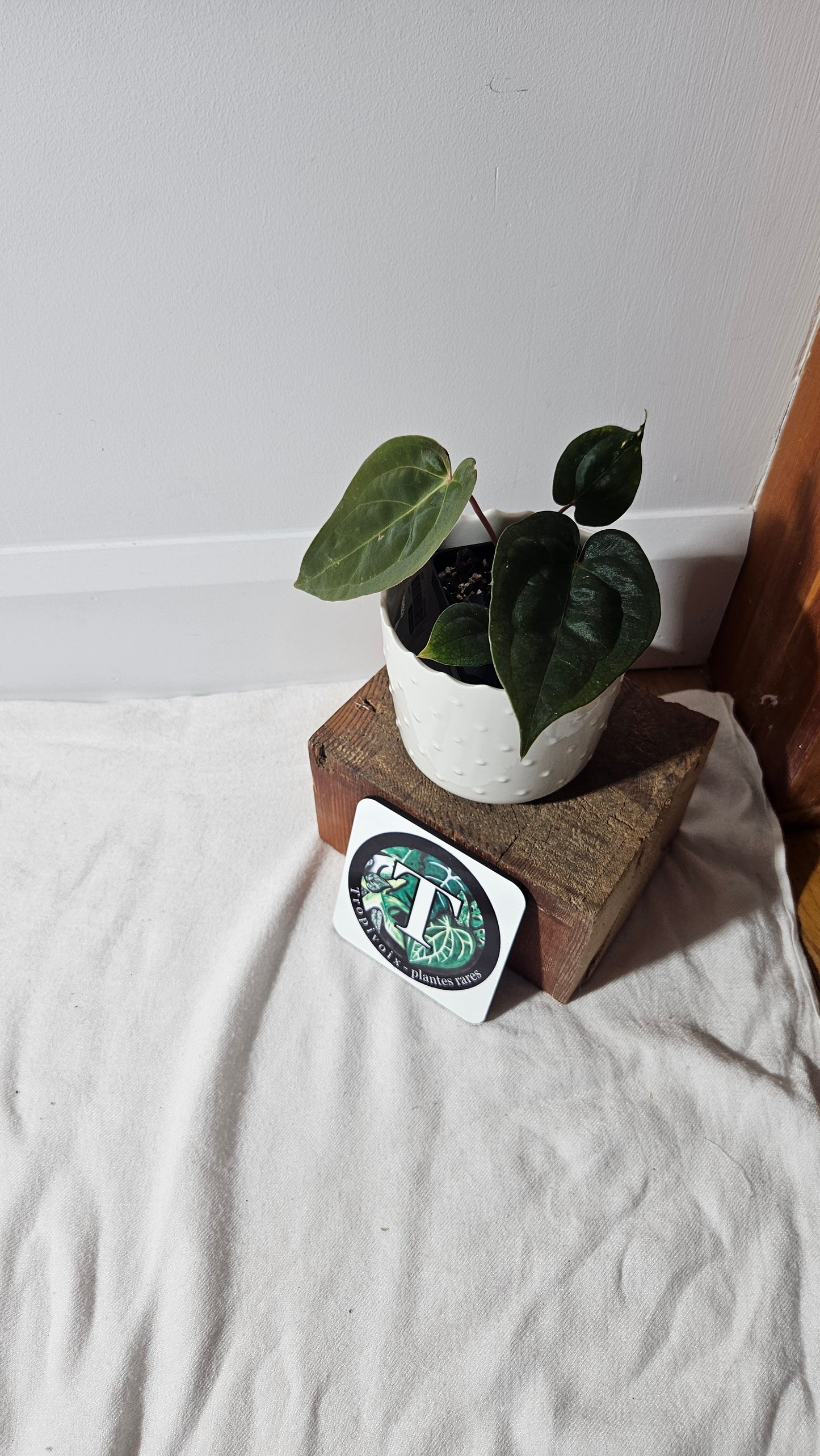 Anthurium  Papillilaminum (d'équateur) "format PETIT" (ANT-359)