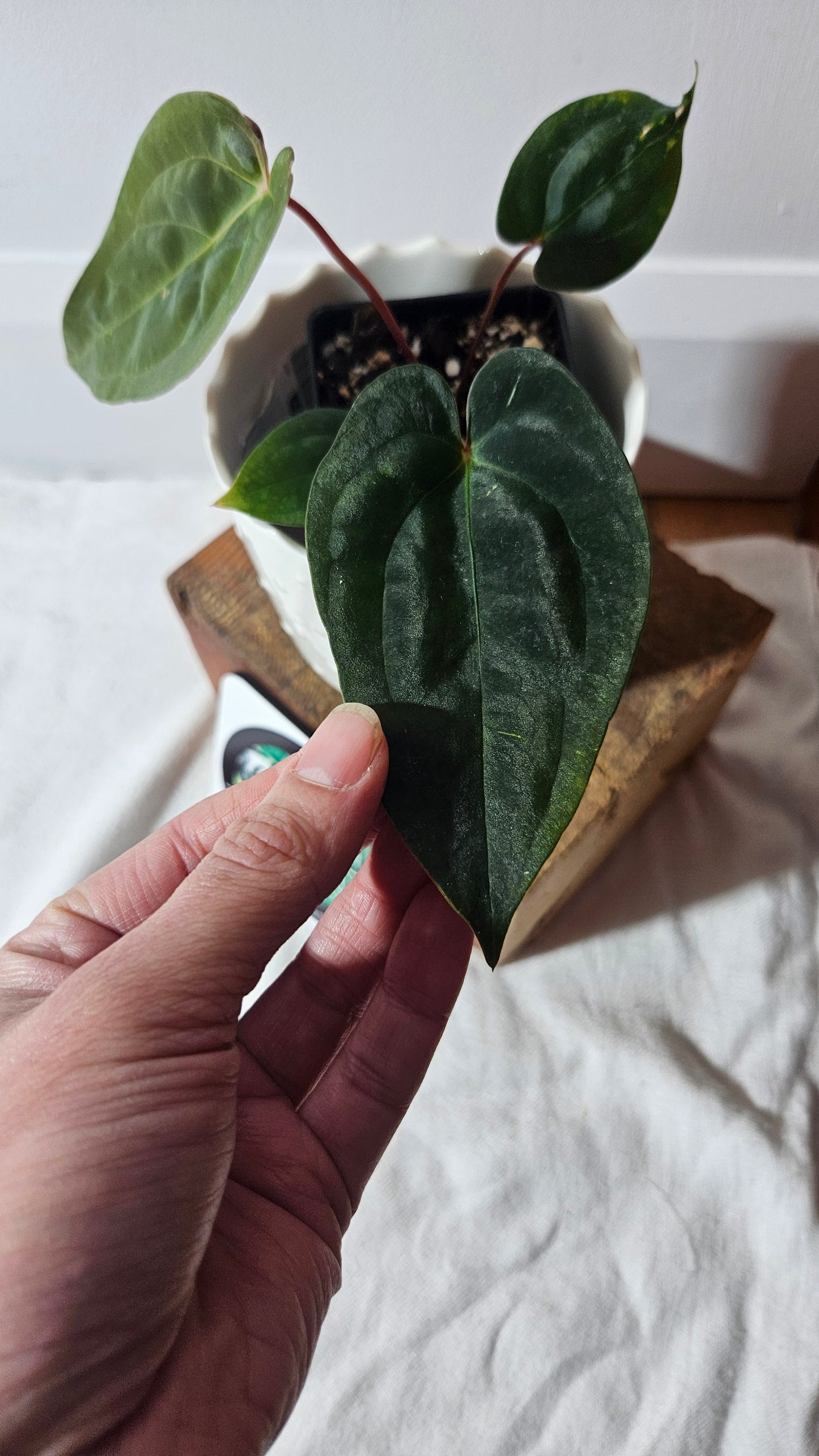 Anthurium  Papillilaminum (d'équateur) "format PETIT" (ANT-359)