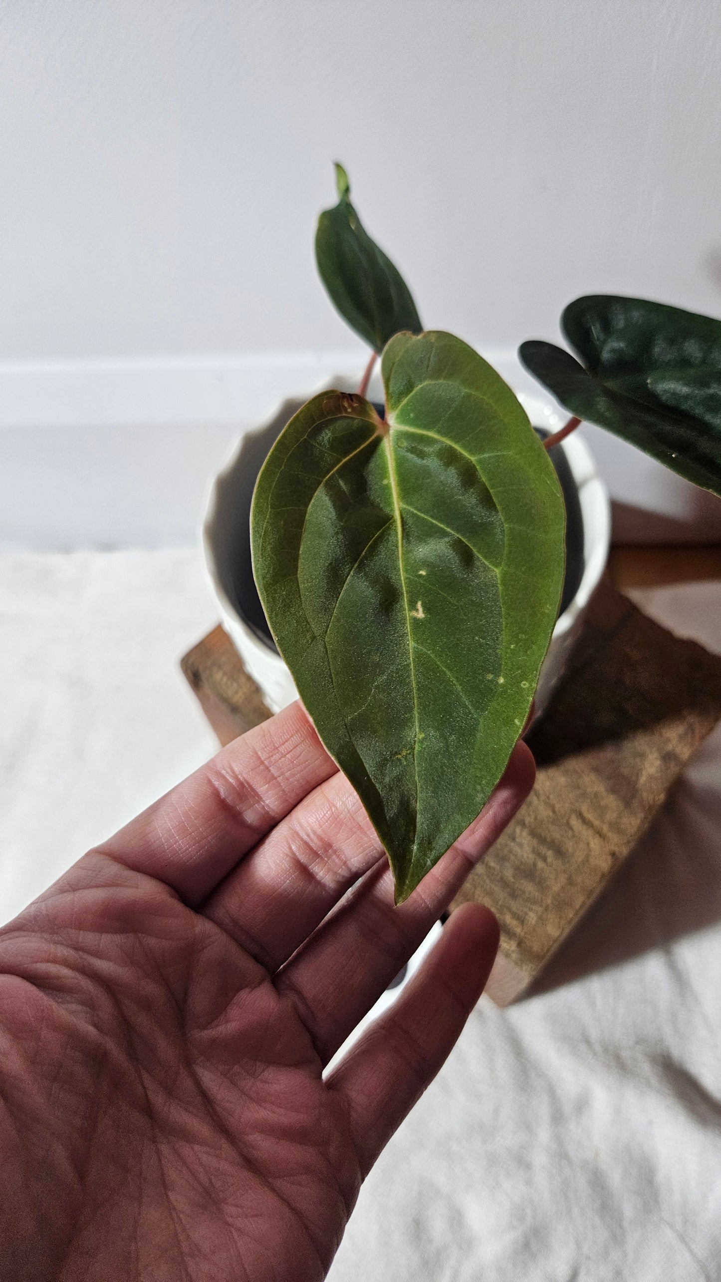 Anthurium  Papillilaminum (d'équateur) "format PETIT" (ANT-359)