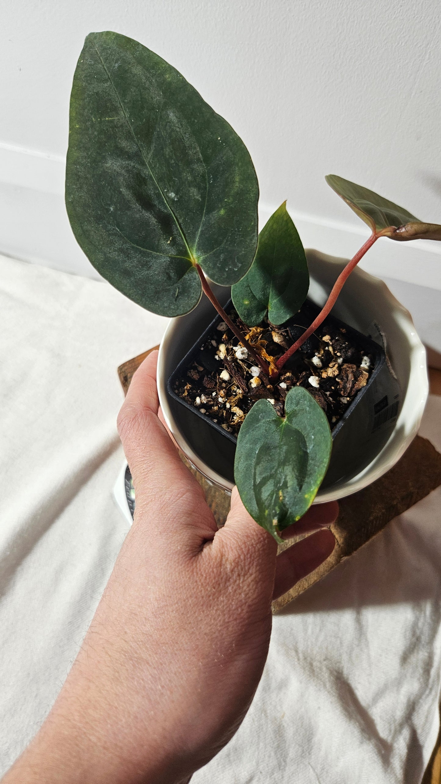 Anthurium  Papillilaminum (d'équateur) "format PETIT" (ANT-359)