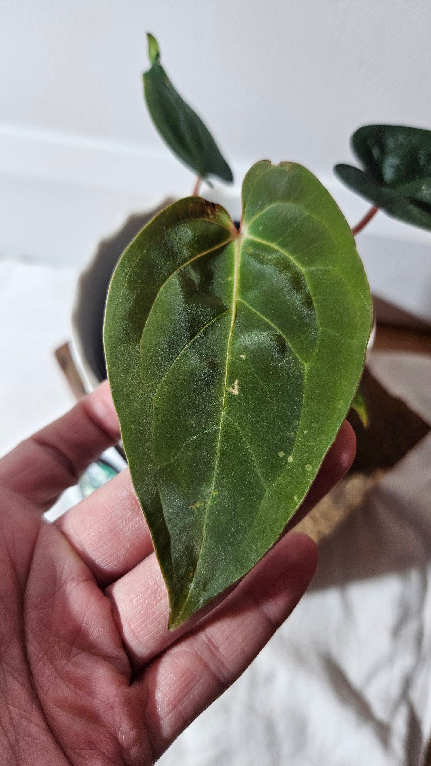 Anthurium  Papillilaminum (d'équateur) "format PETIT" (ANT-359)