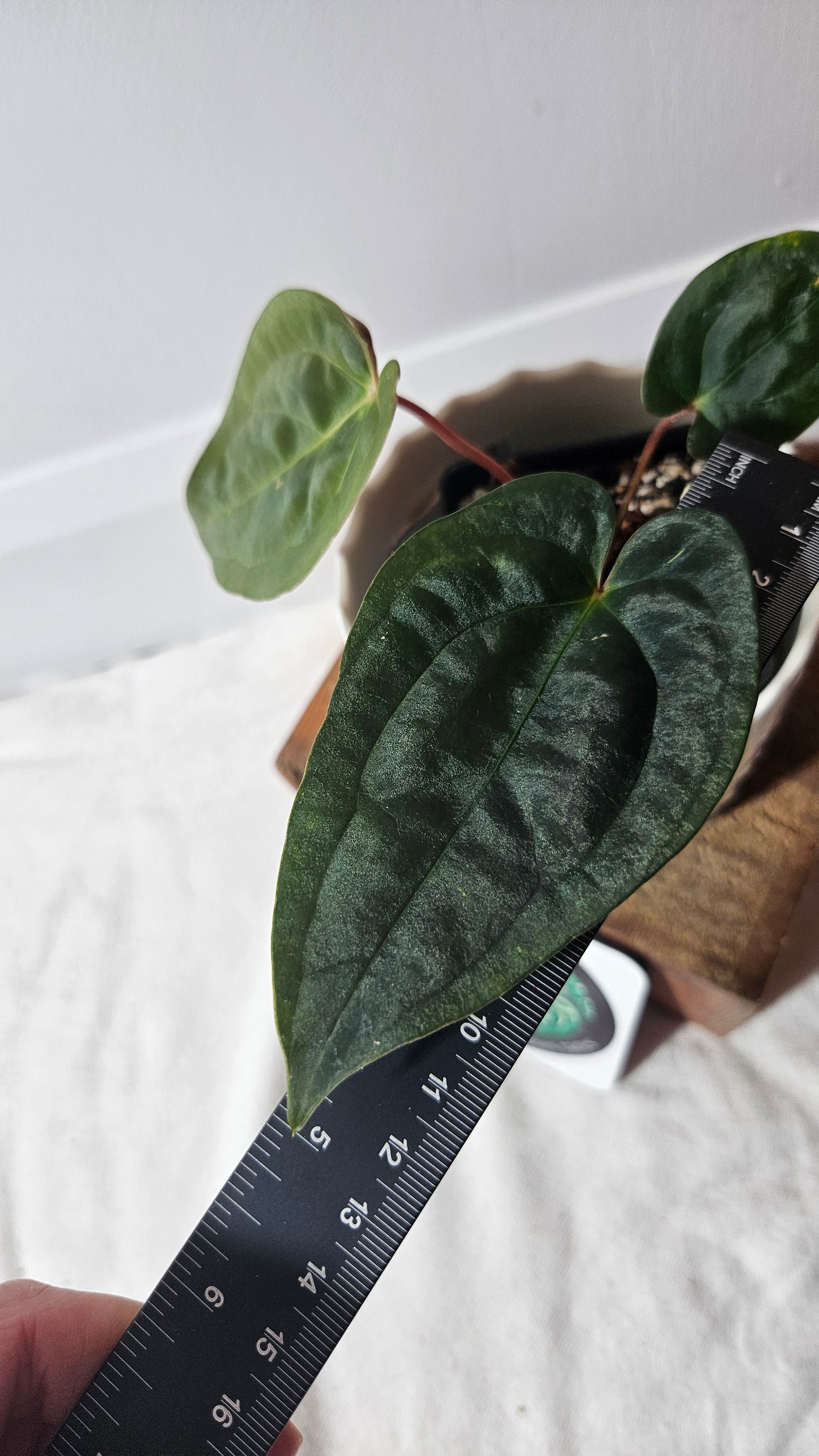 Anthurium  Papillilaminum (d'équateur) "format PETIT" (ANT-359)