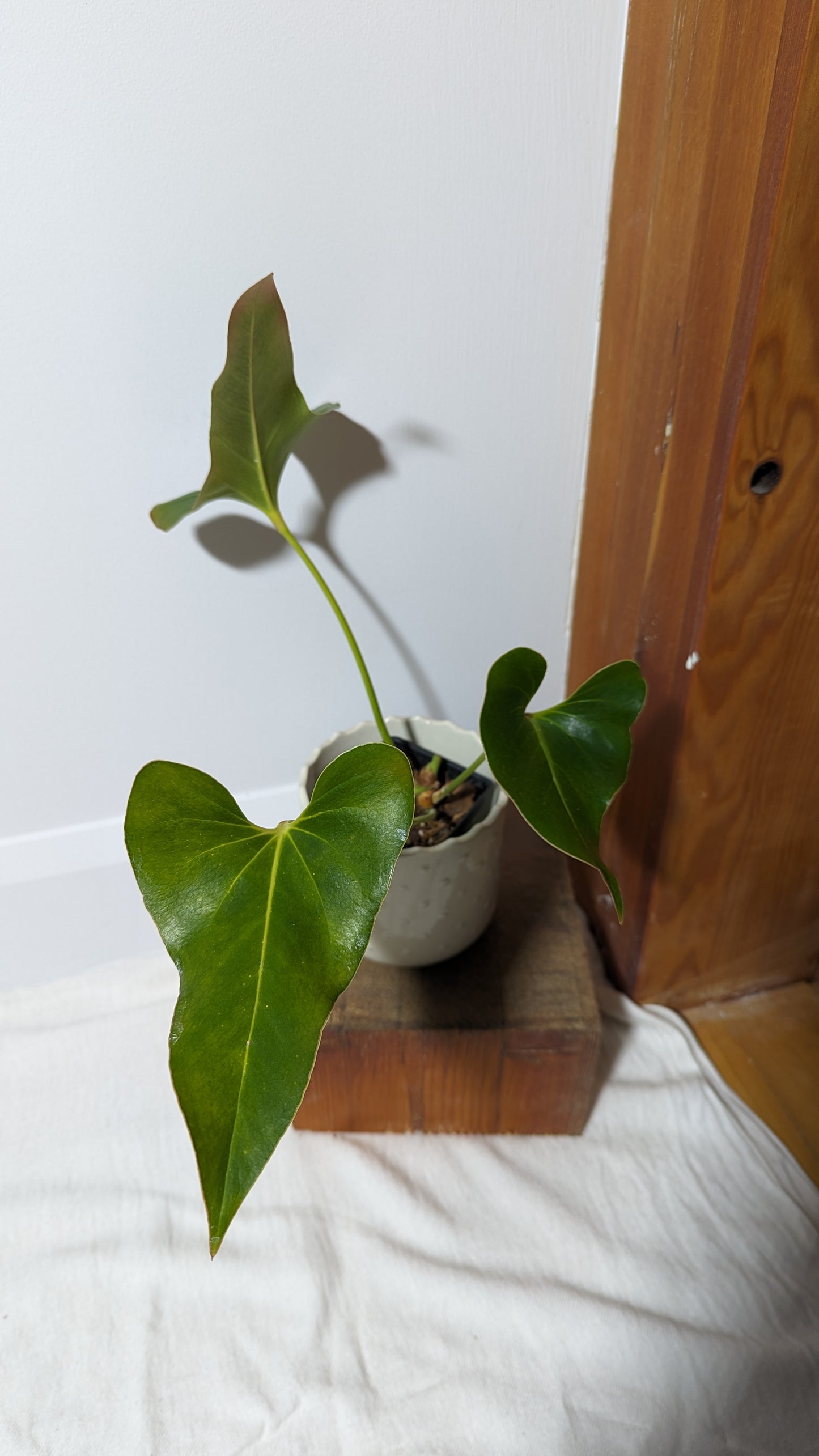 Anthurium Brownii/Corong (ANT-025)