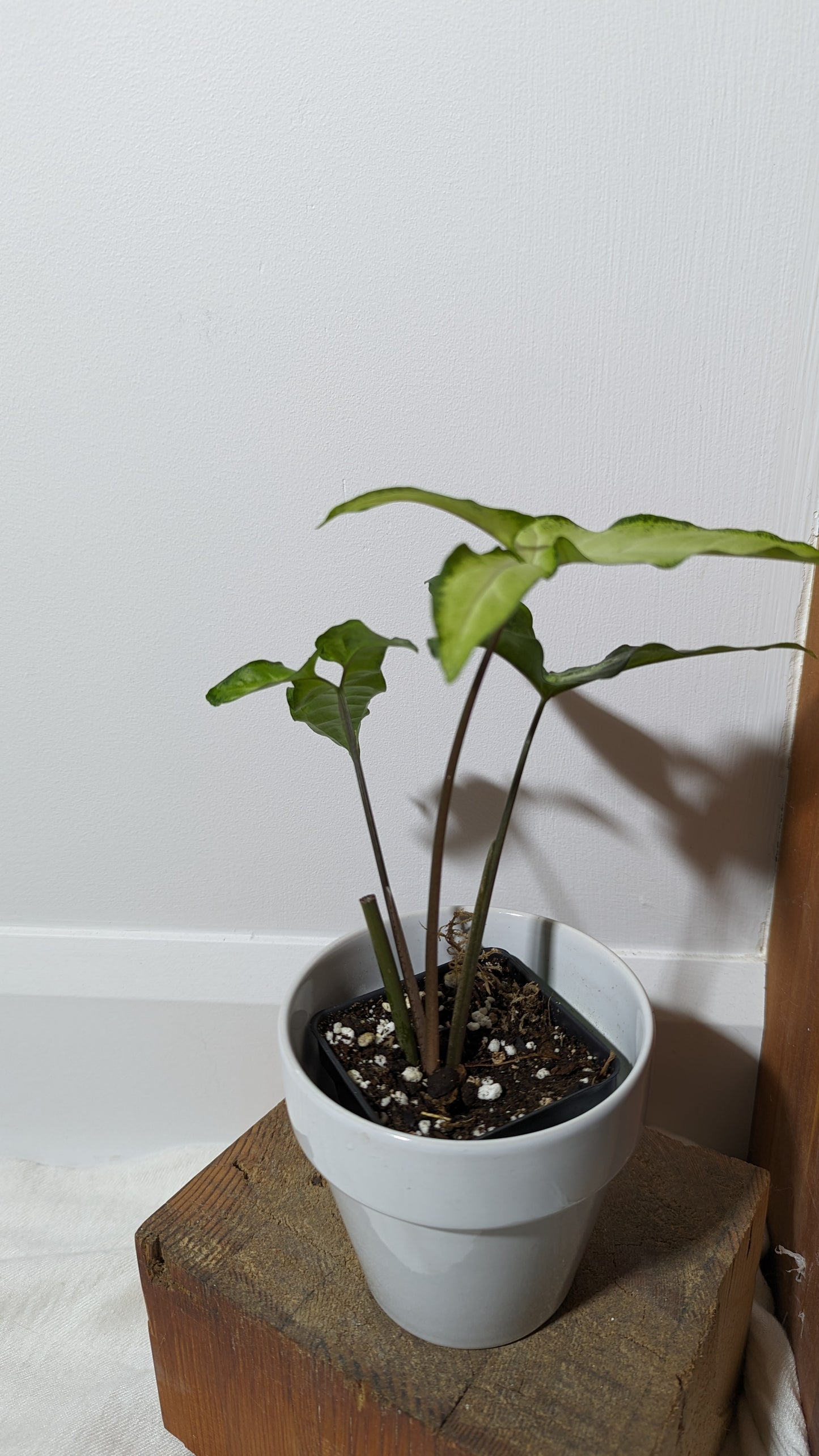 Syngonium Angustatum Albo (SYN-136)