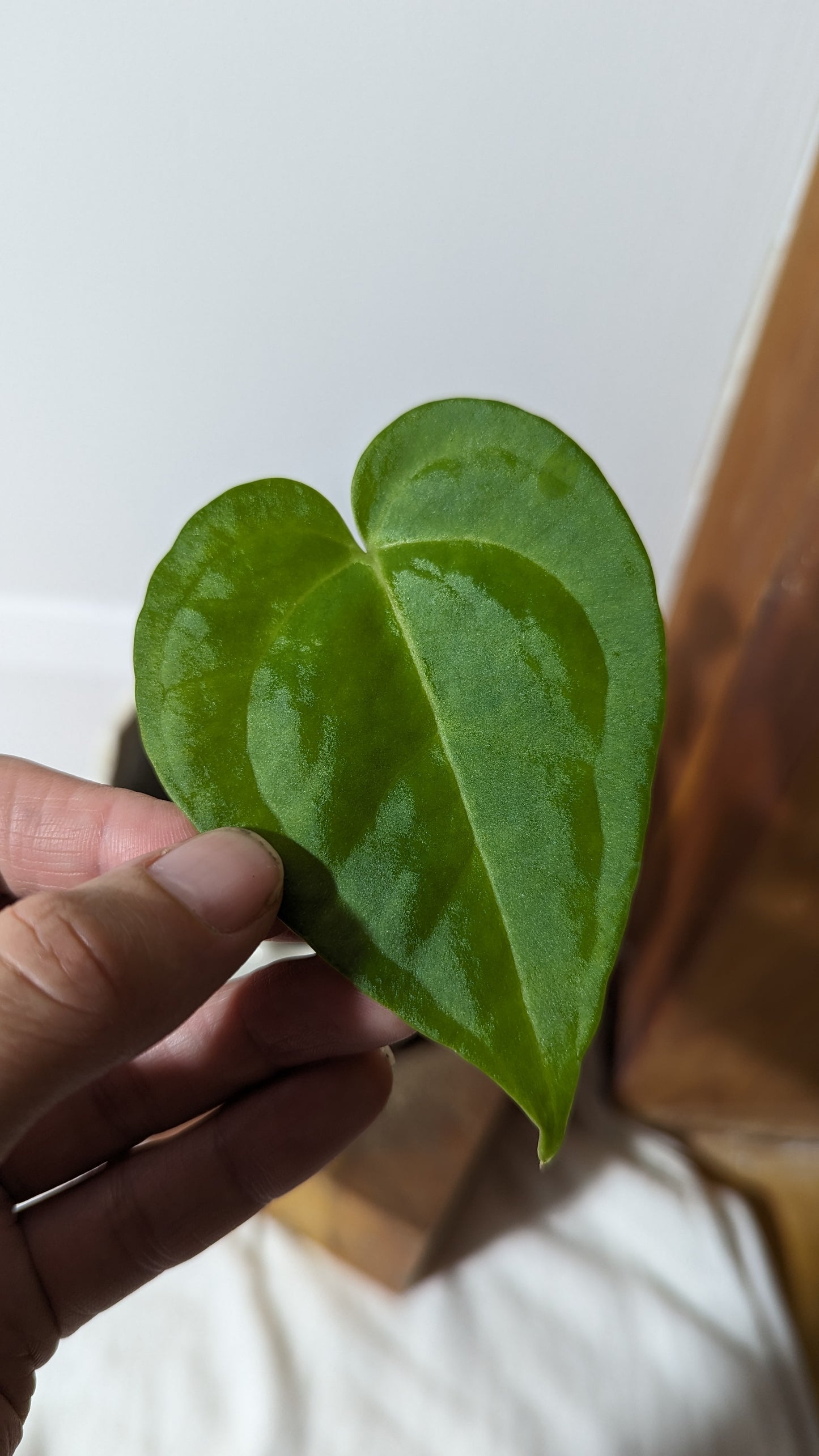 Anthurium Clarinervium X Jarii (ANT-066)