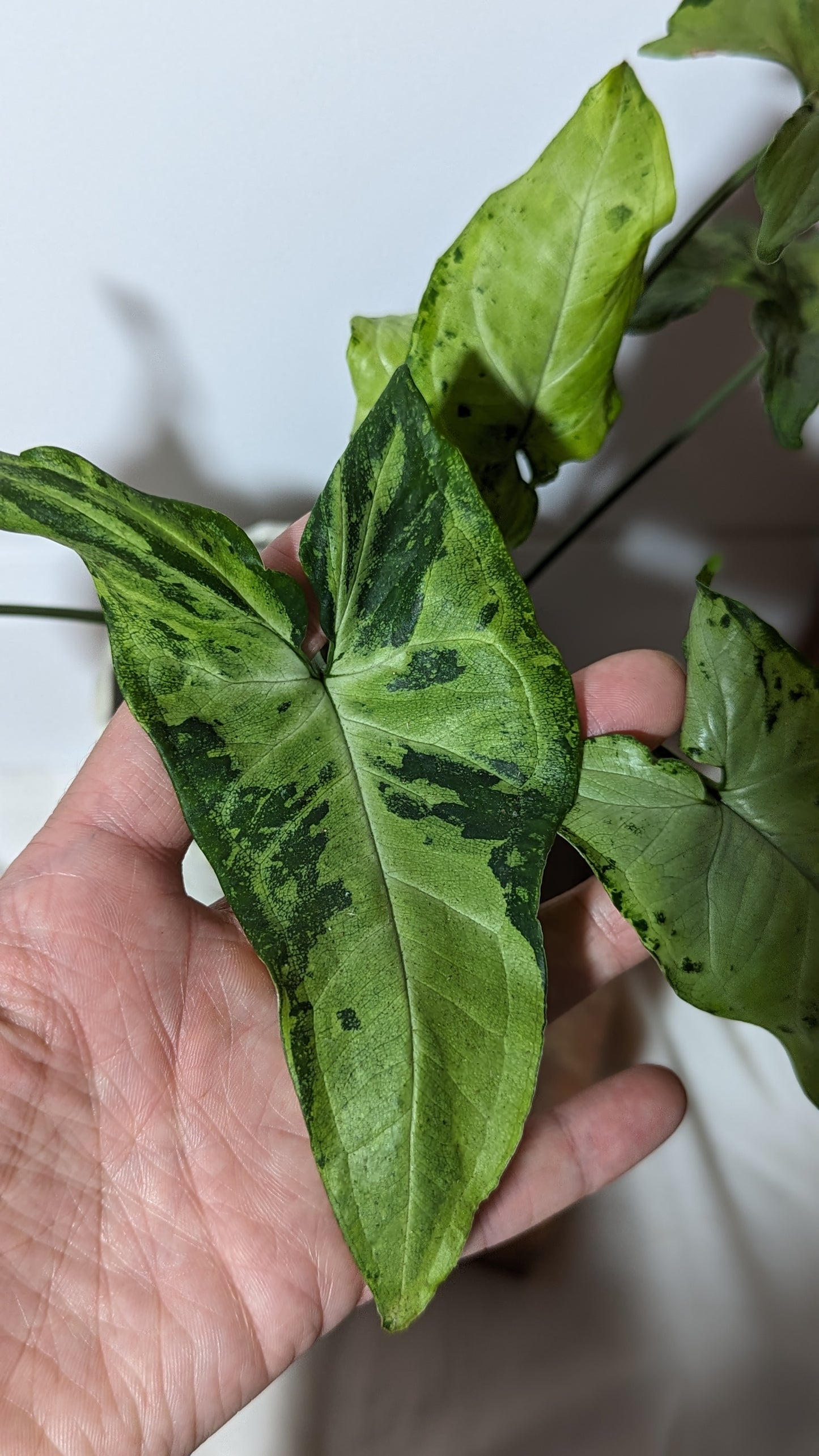 Syngonium Green Flecked (SYN-125)