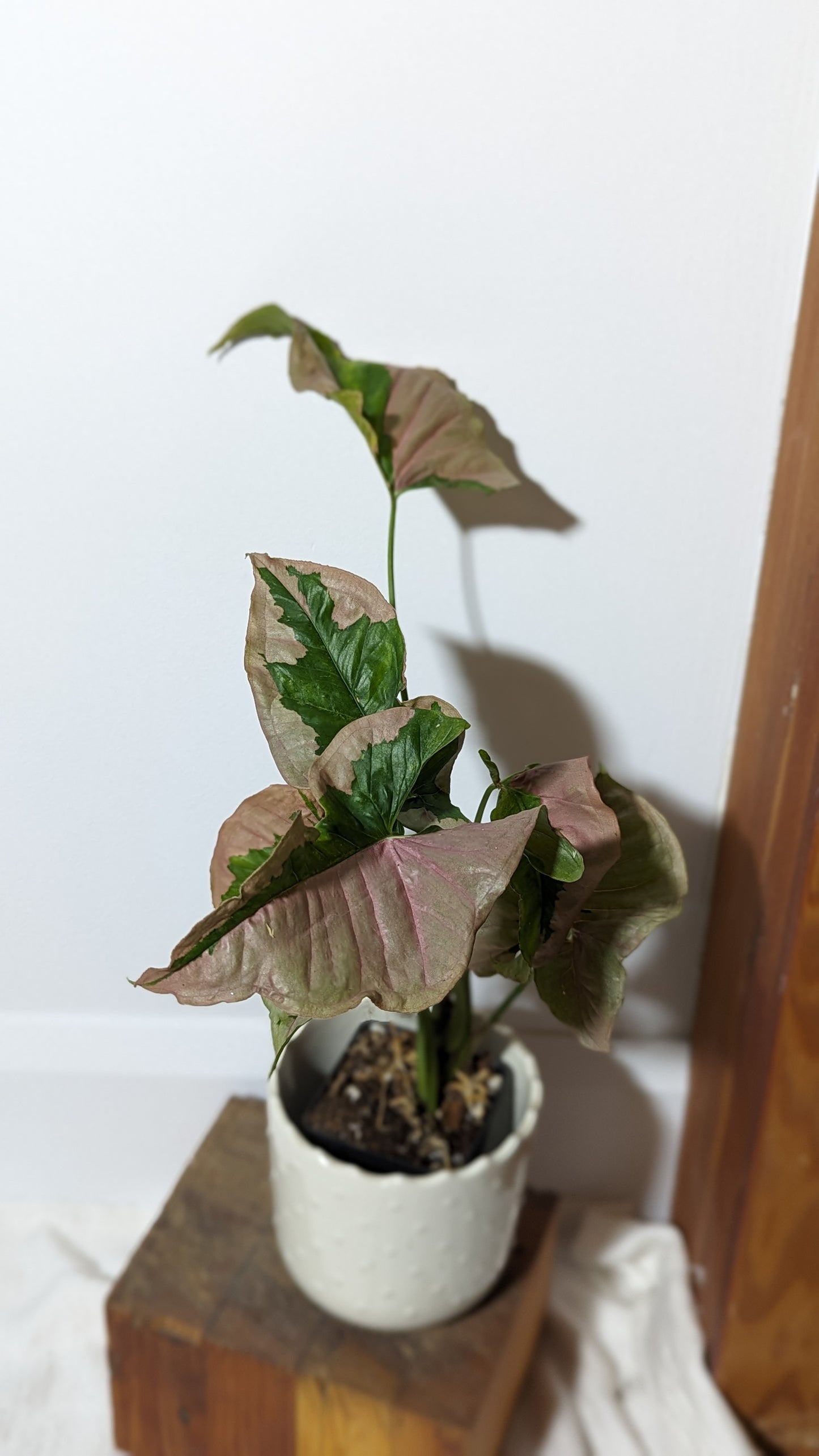 Syngonium Pink Lava (SYN-131)