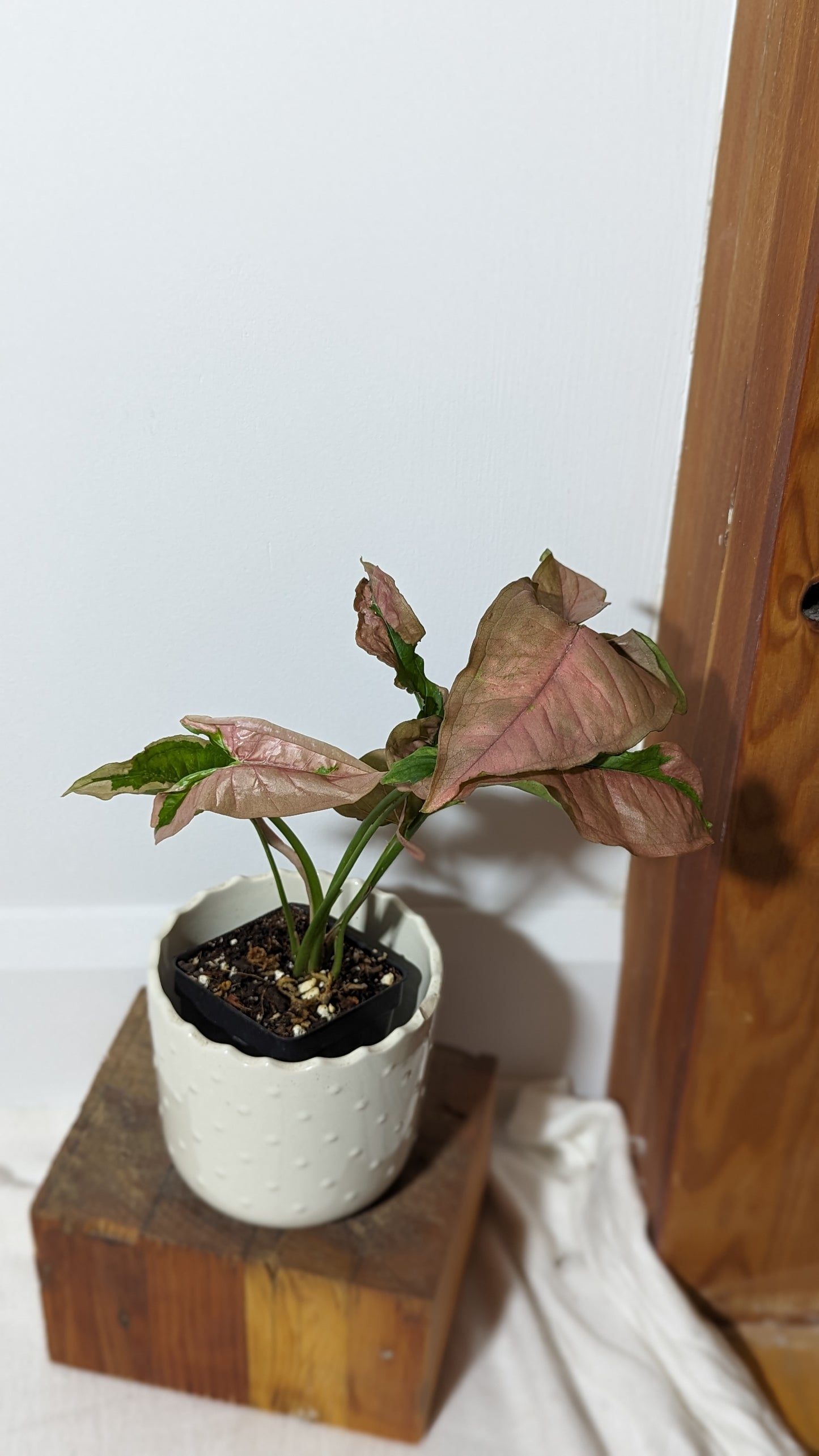 Syngonium Pink Lava (SYN-132)