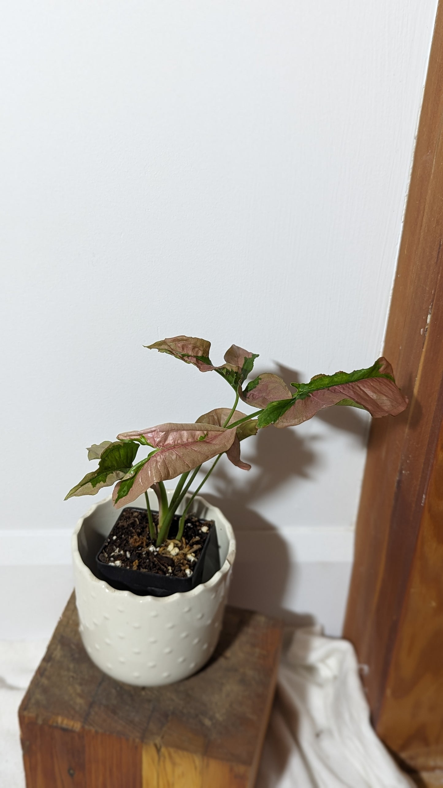 Syngonium Pink Lava (SYN-132)