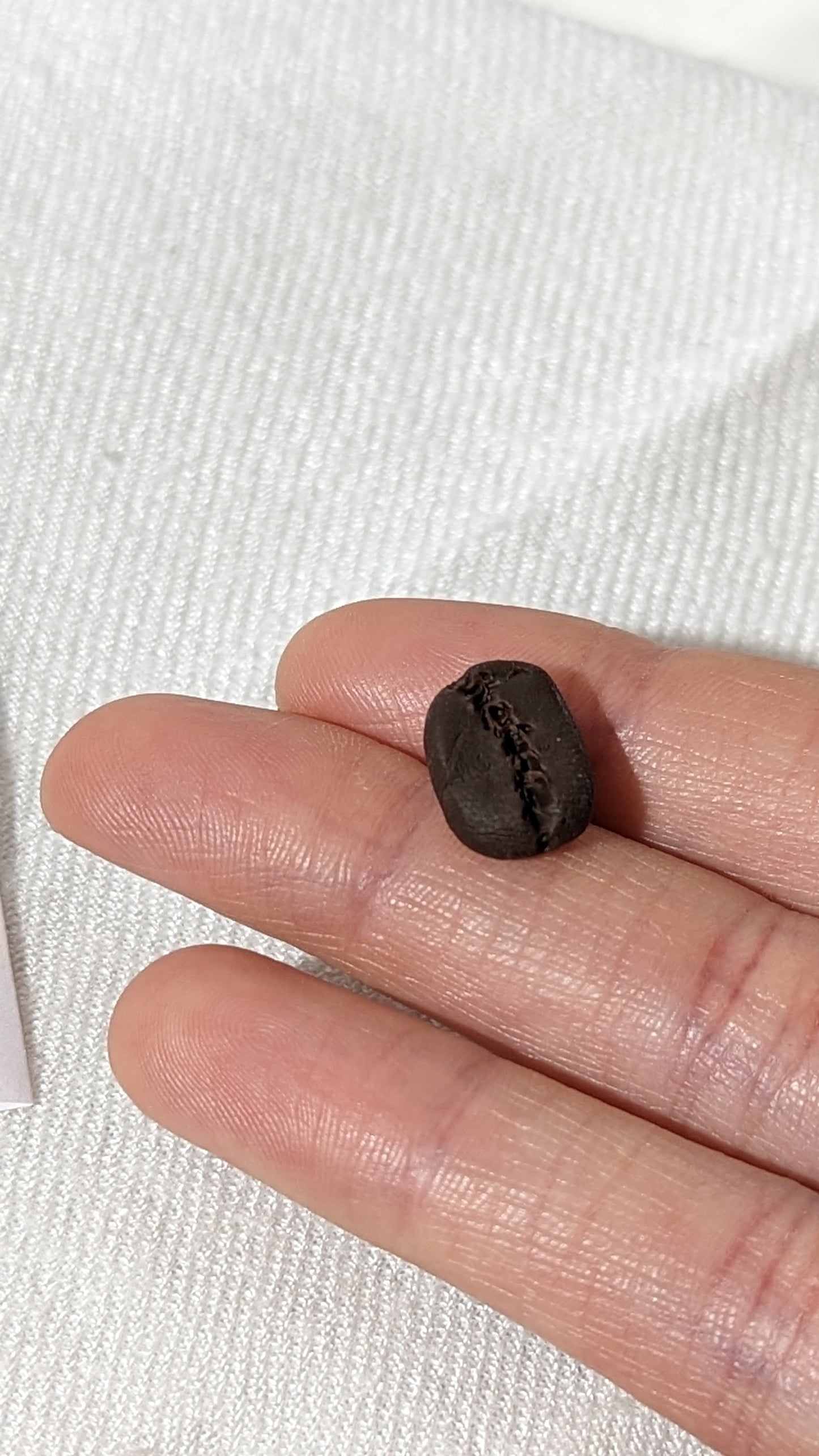 Lapel pin (Brooch/Pin) coffee bean