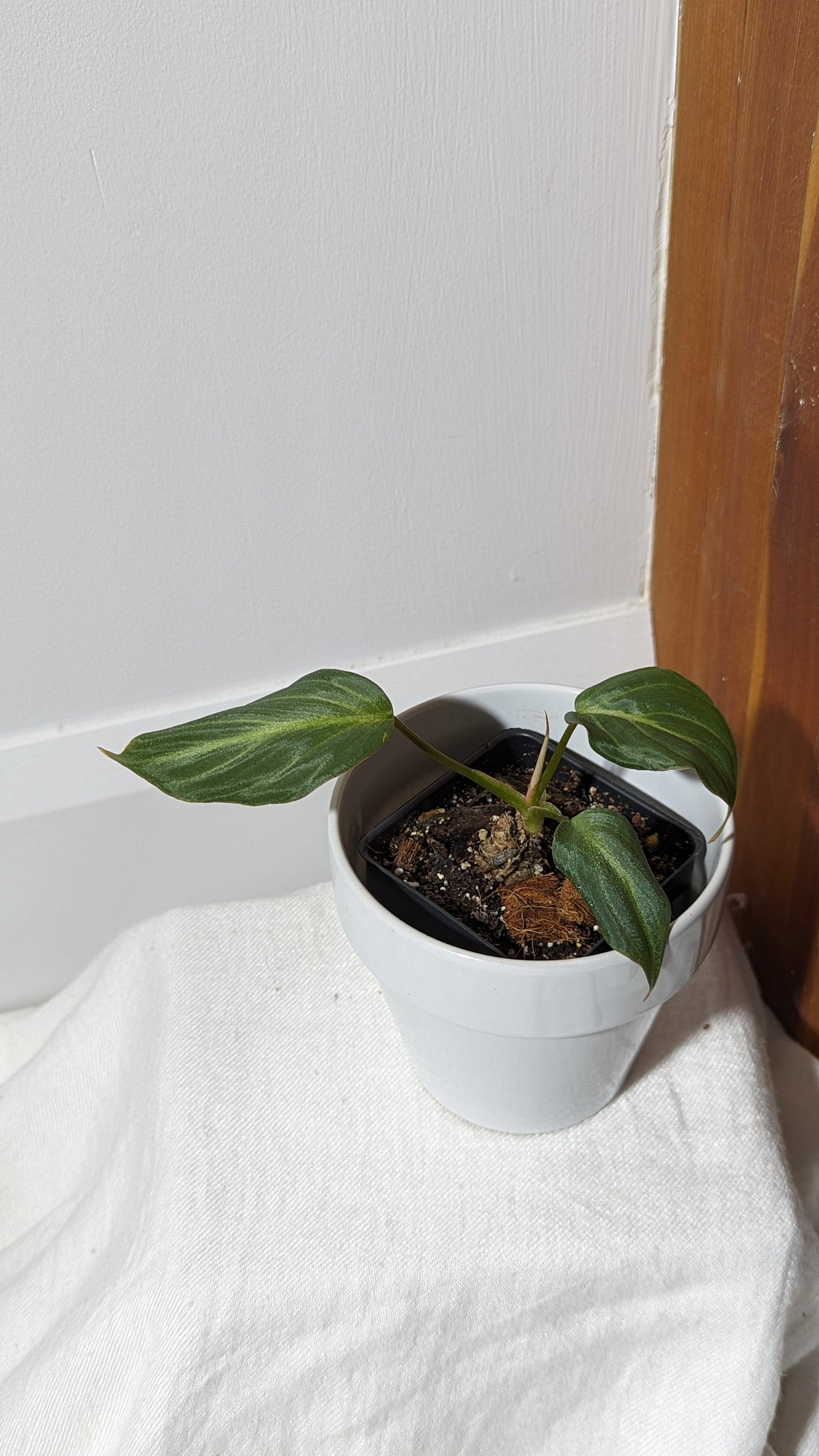 Philodendron Gloriosum Silver (PHI-317)